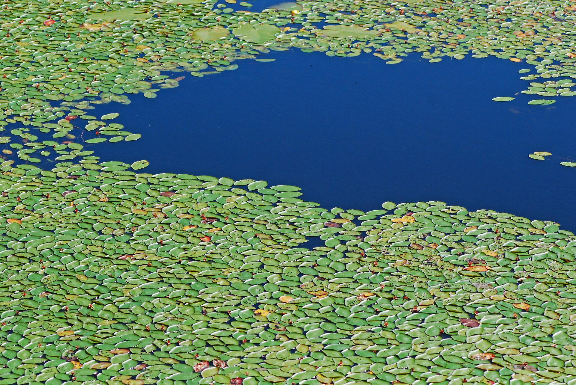 Green lily pads densely cover a dark blue pond under bright daylight.