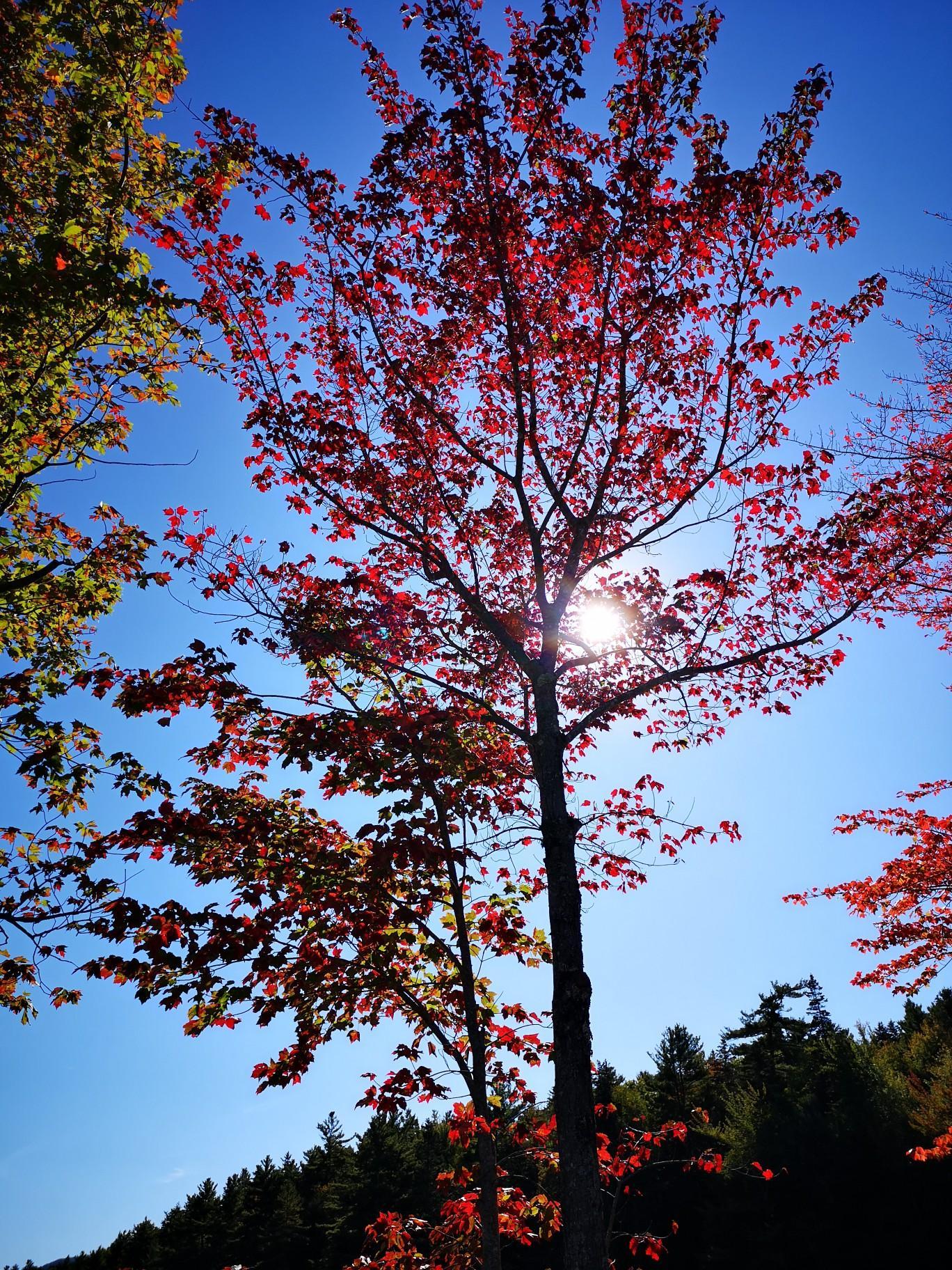 Bright sun shines through a vibrant red-leafed tree against a blue sky.