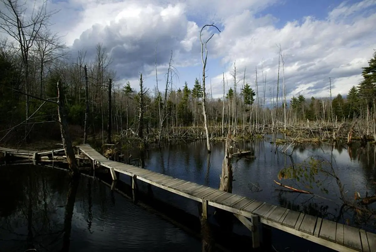 Wooden boardwalk over a dark pond surrounded by bare trees under a cloudy sky.