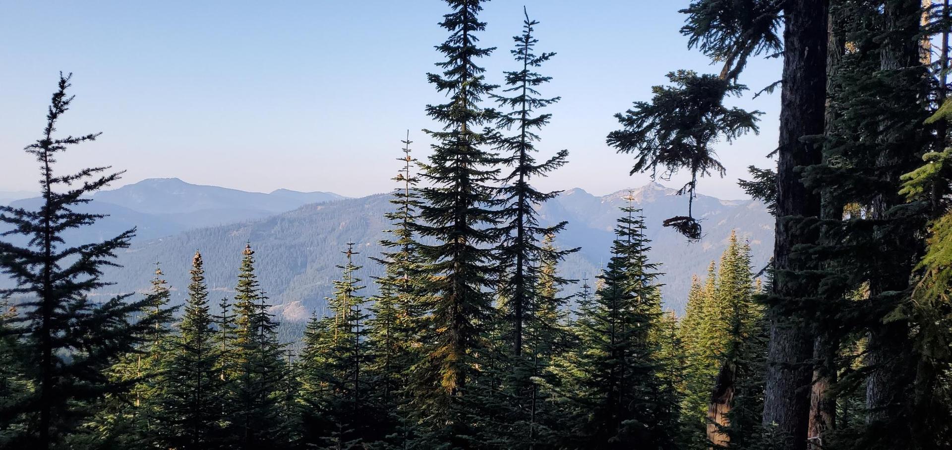 Dense evergreen forest in the foreground with hazy, distant mountains under a clear sky.