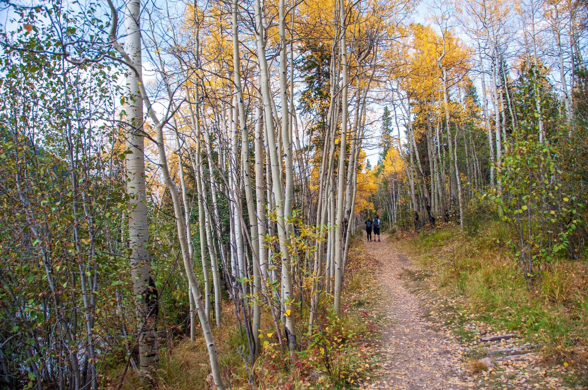 Two people walk on a dirt path through a bright forest of yellow aspen trees.