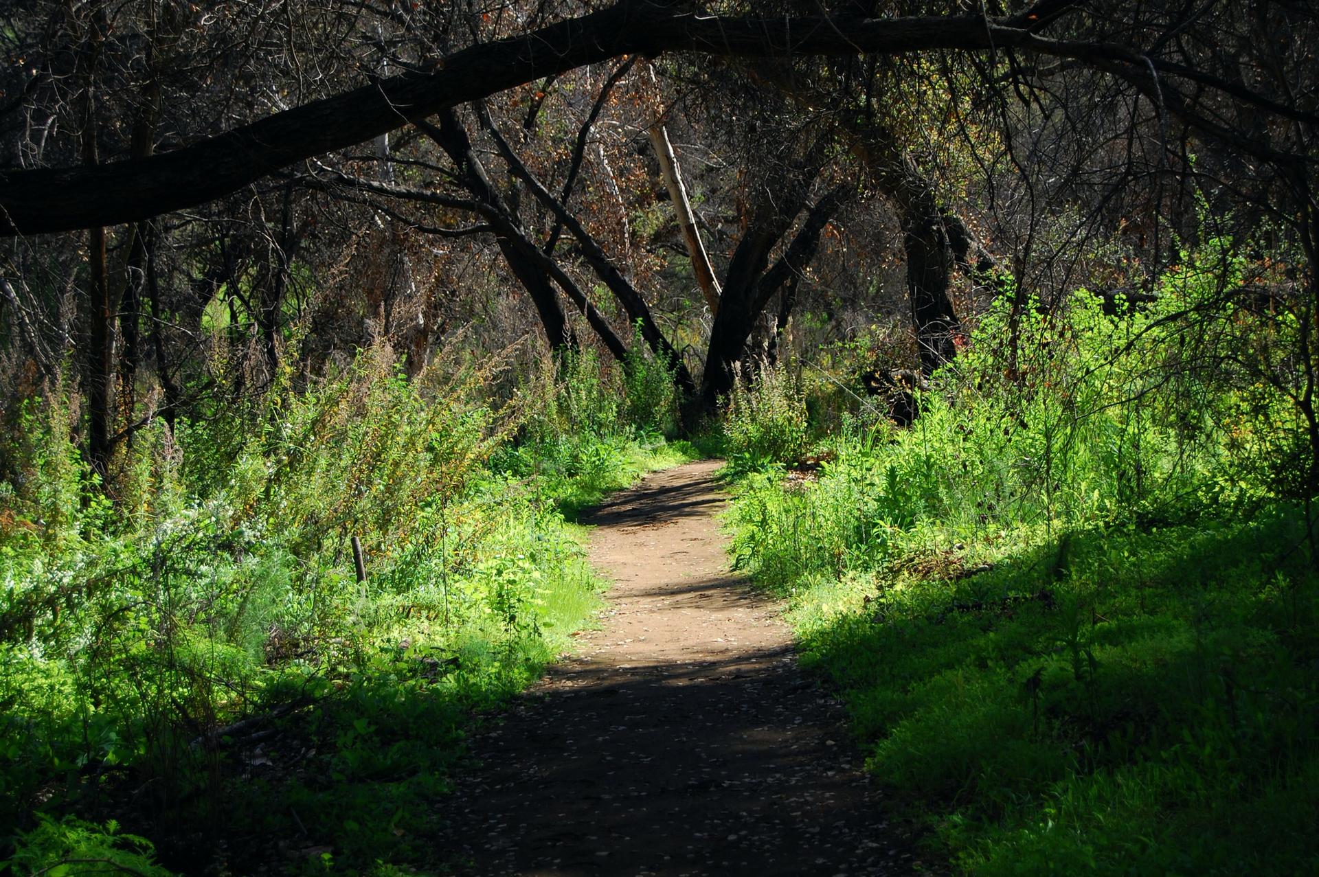 A shaded dirt path winding through a lush, green forest with dappled light.