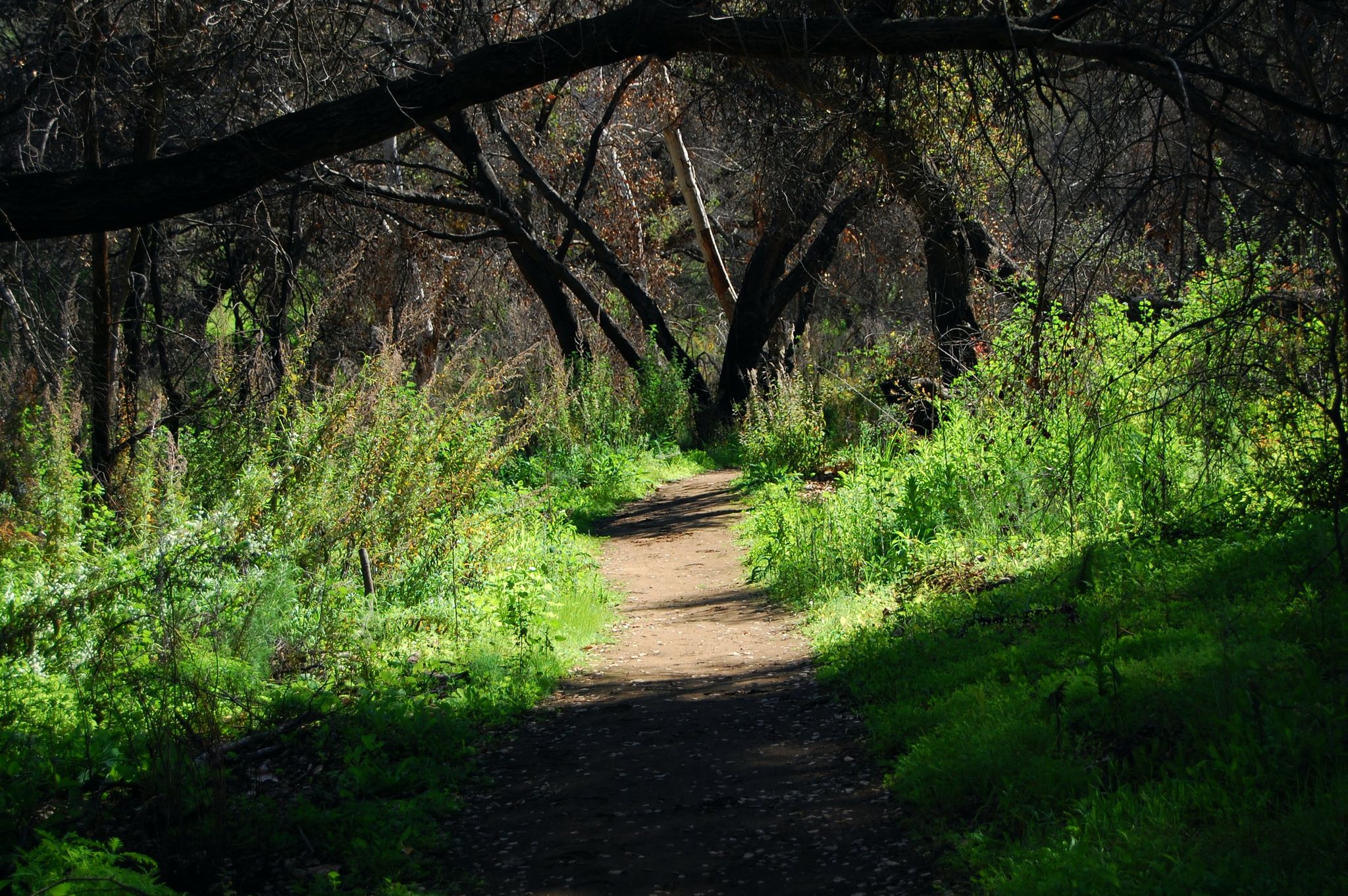 A shaded dirt path winding through a lush, green forest with dappled light. - Battle Mountain Trailhead – Blue Sky Ecological Reserve loop from Poway