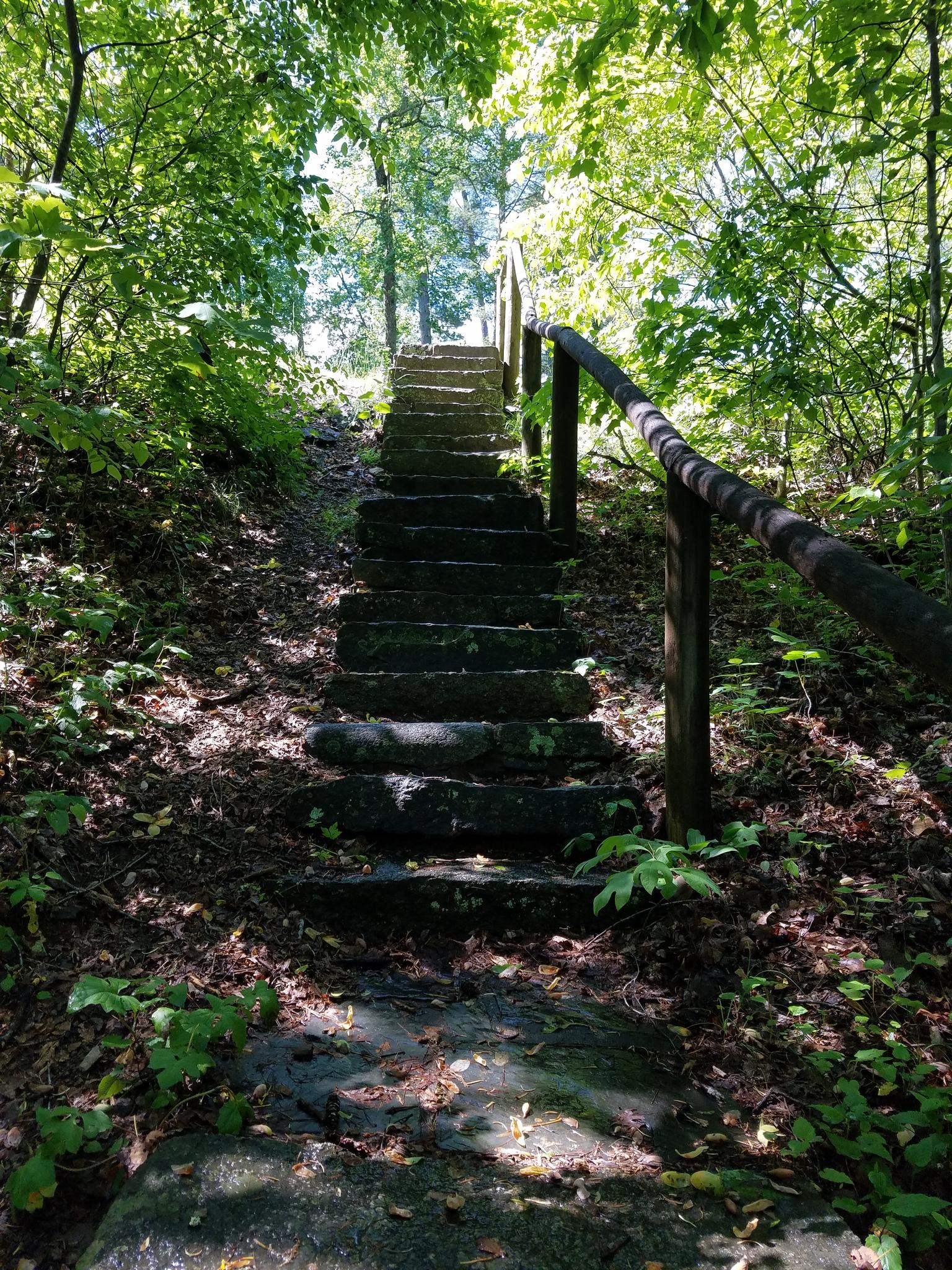 Stone steps with a wooden railing ascend through a sun-dappled green forest.