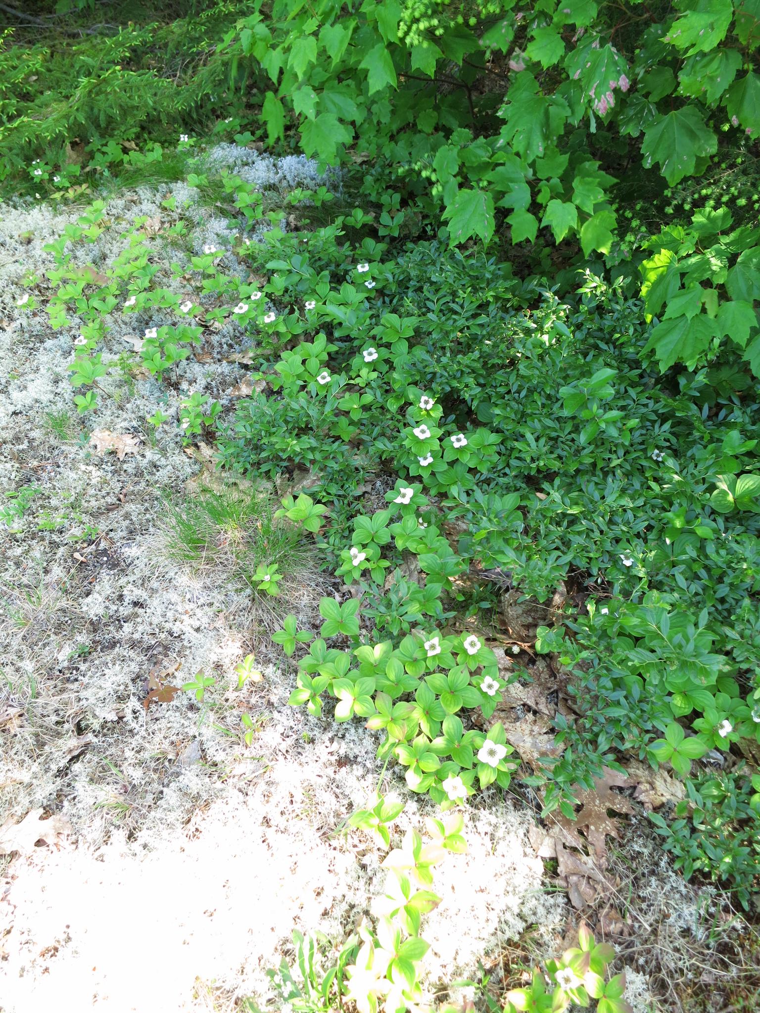 Close-up of forest floor with green plants, small white flowers, and moss.