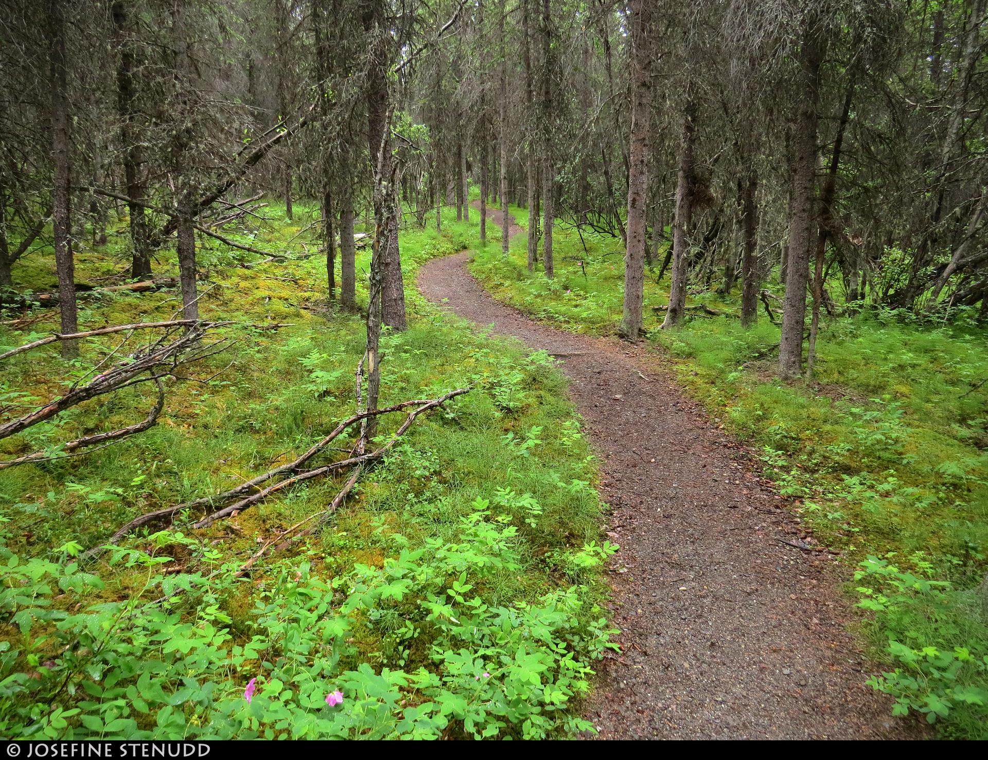 A winding dirt path through a dense, lush green forest with dappled light.