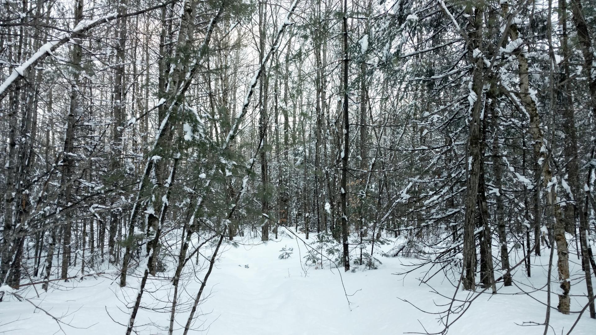 Dense winter forest with snow-covered trees and a path through the white landscape.