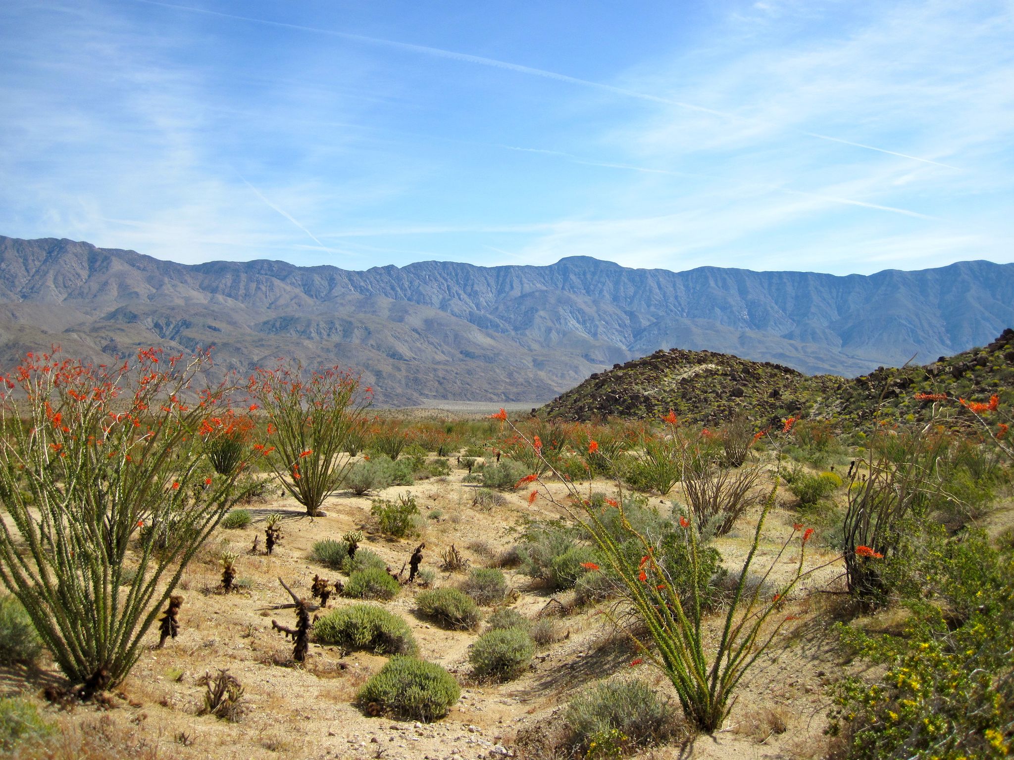 Vibrant desert plants and ocotillo in bloom, rugged mountains under blue sky. - Alcoholic Pass Trail