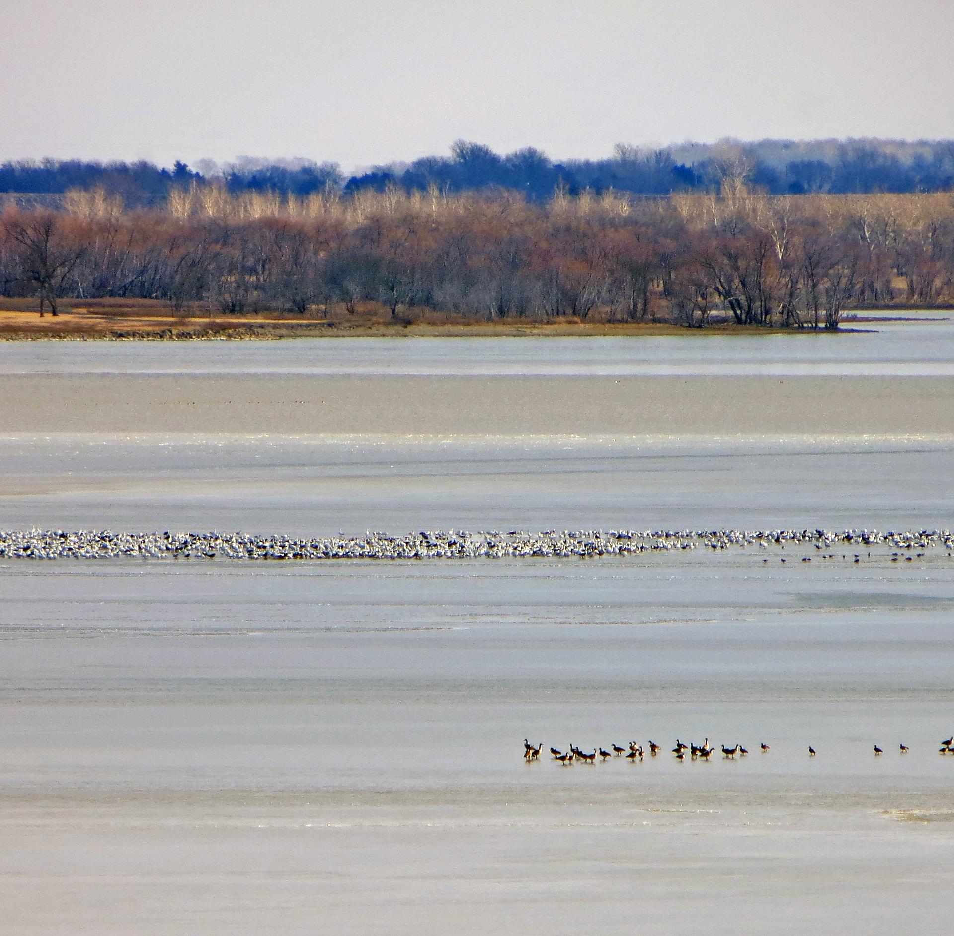 Numerous birds on a wide body of water with distant trees.