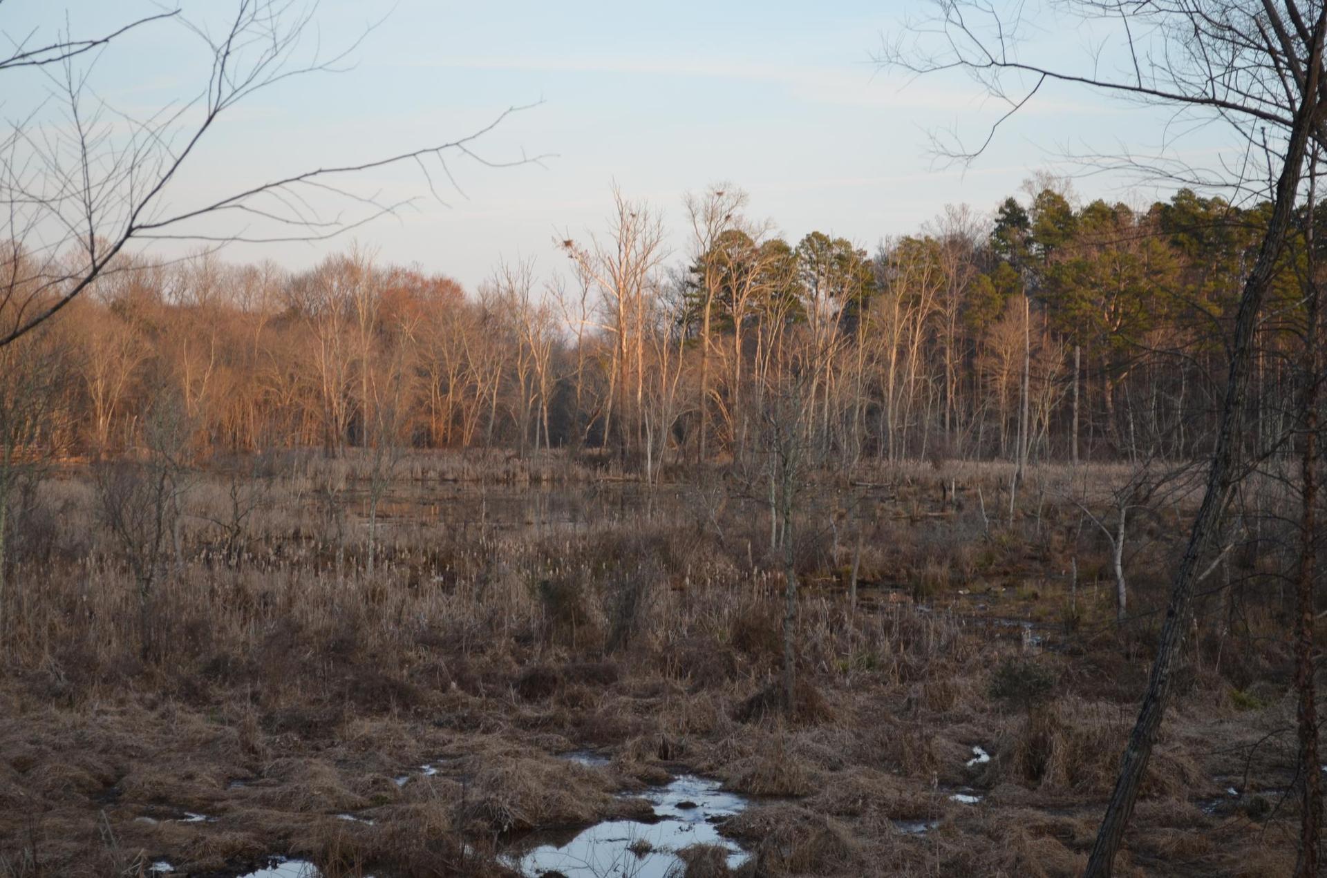 Vast marshland with bare trees and hints of green under soft evening light.