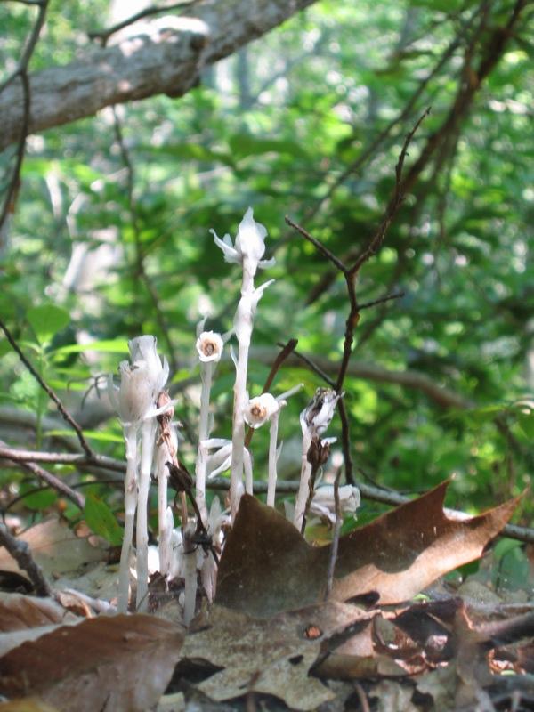 Cluster of pale, ghost-like plants emerging from forest floor with soft light.