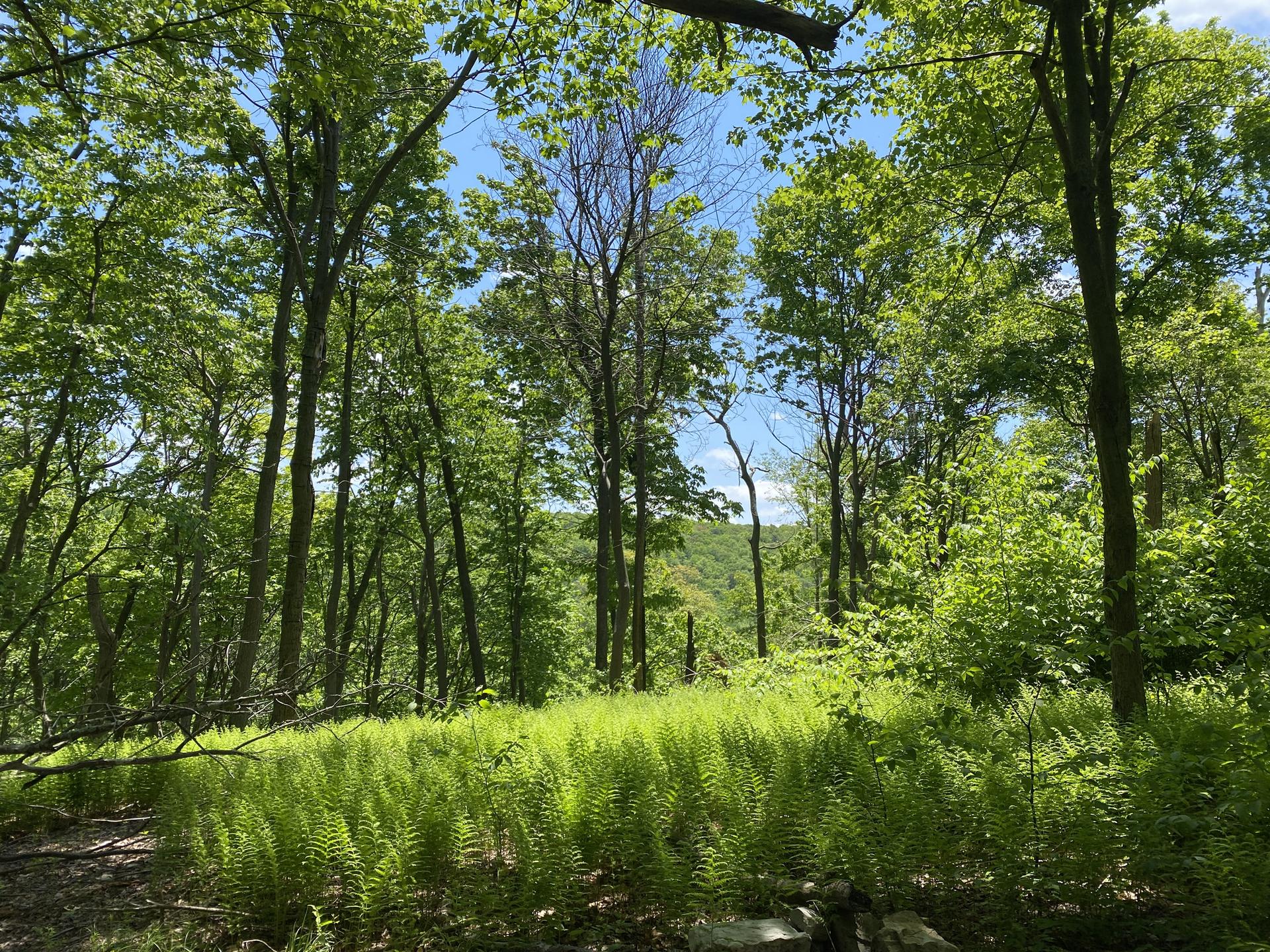 Bright green forest with tall trees and a field of ferns.