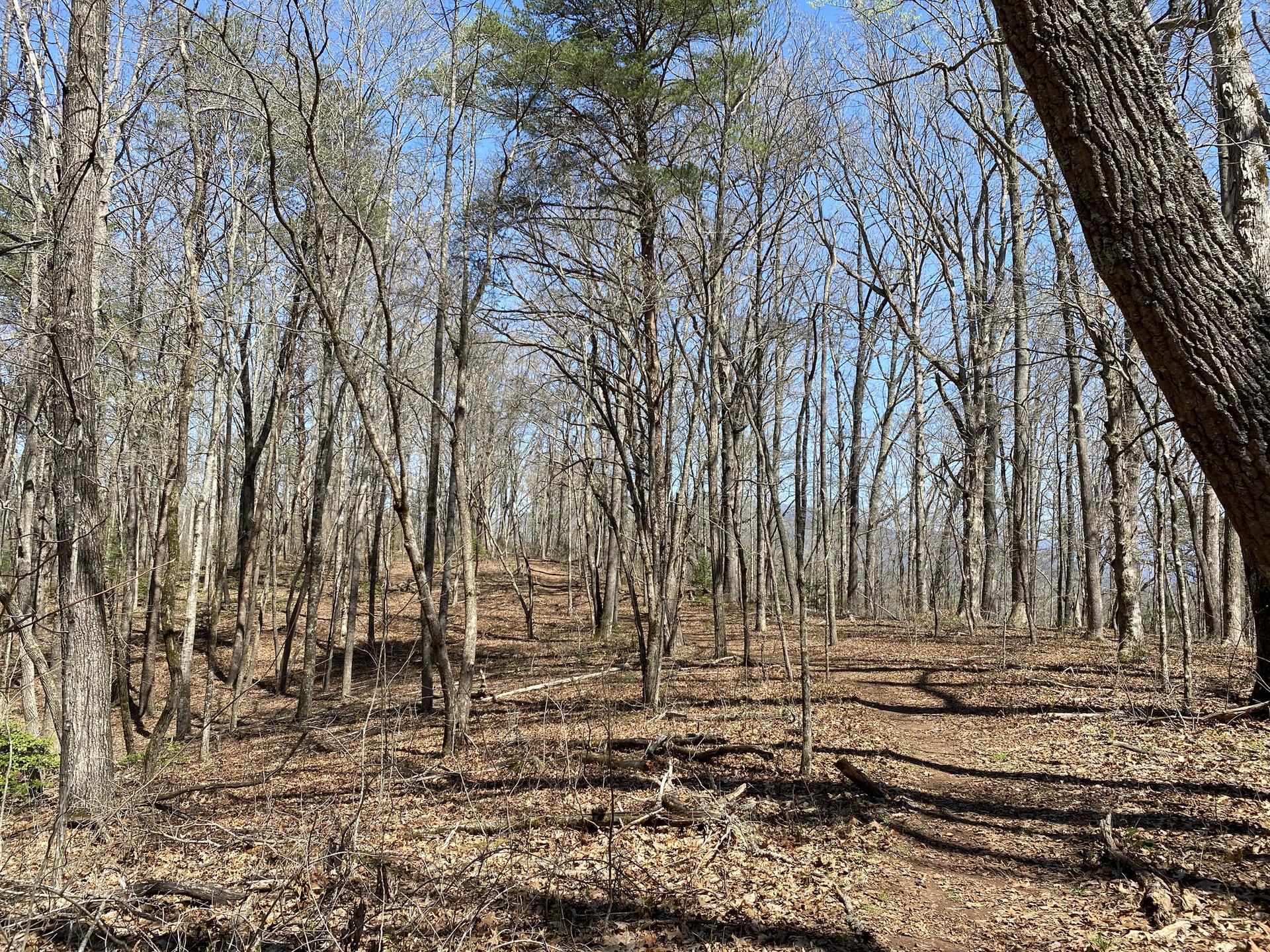 Dappled sunlight illuminates a dirt path through a bare winter forest.