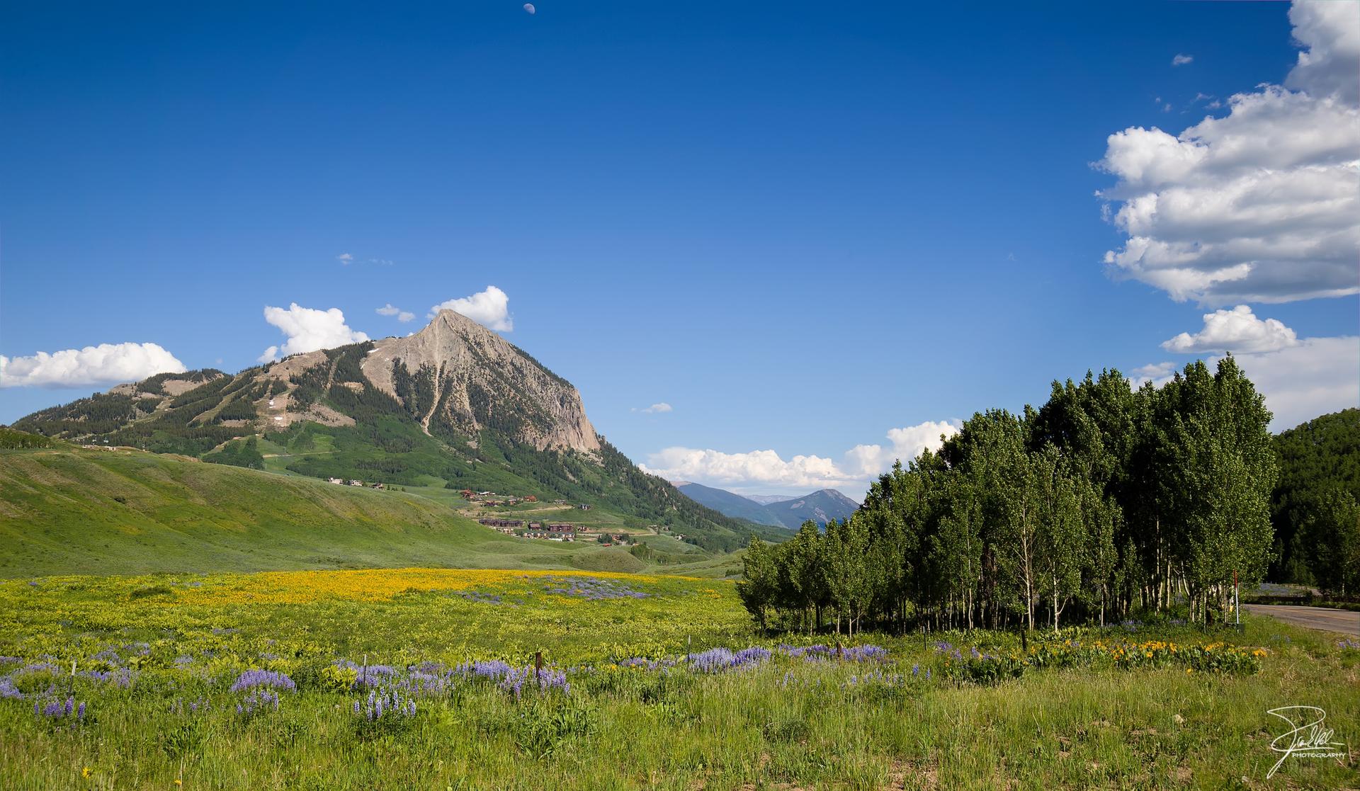 Rocky mountain peak overlooks a vibrant wildflower field and green trees under a bright sky.
