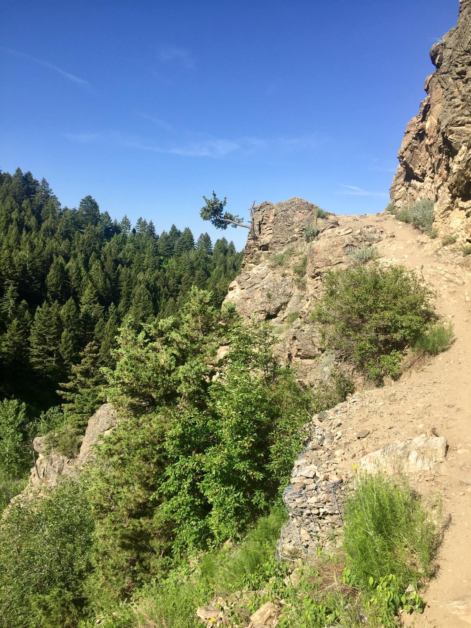 Sunny rocky cliffside trail with pine trees overlooking a deep green forest.