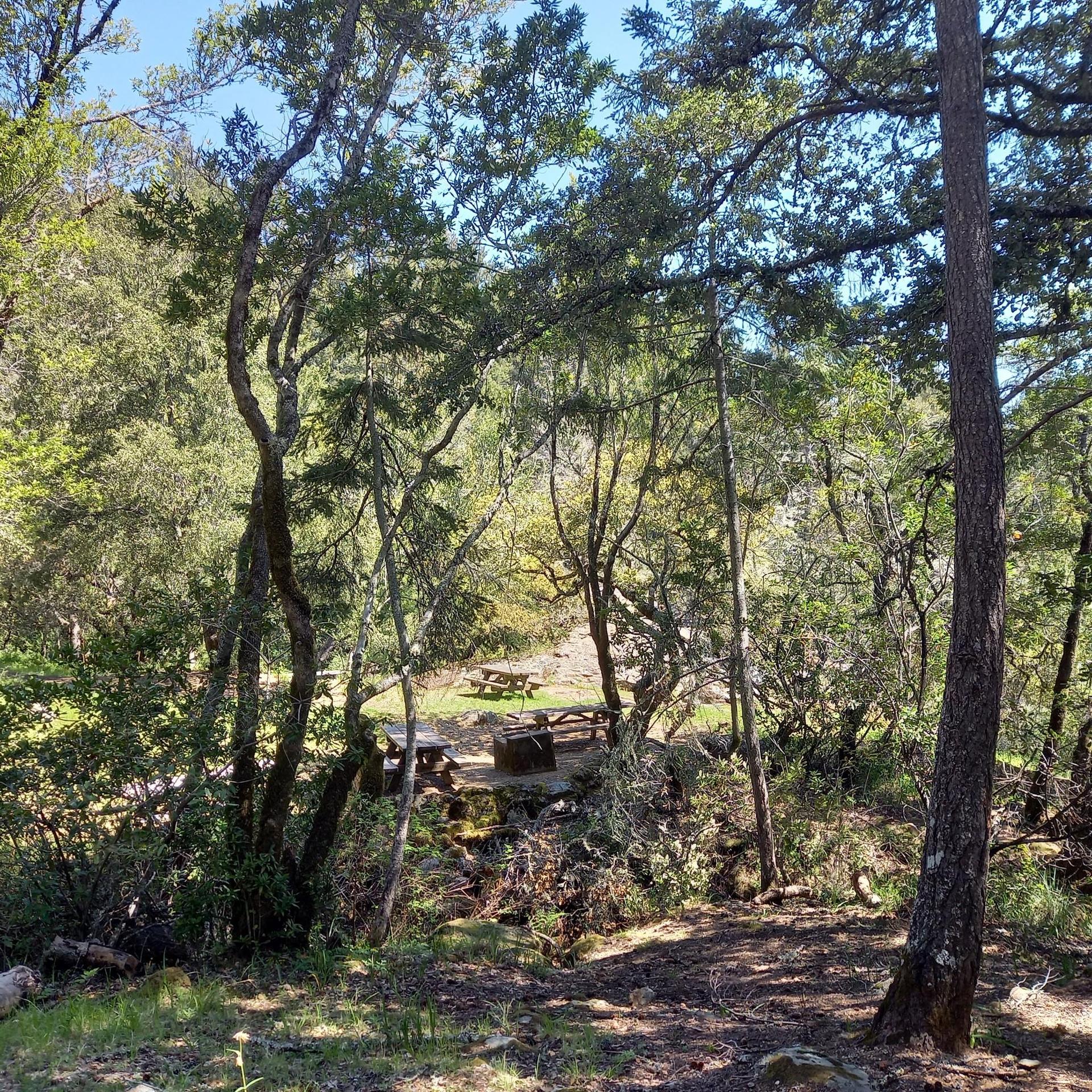 Shady forest clearing with picnic tables and dappled sunlight.