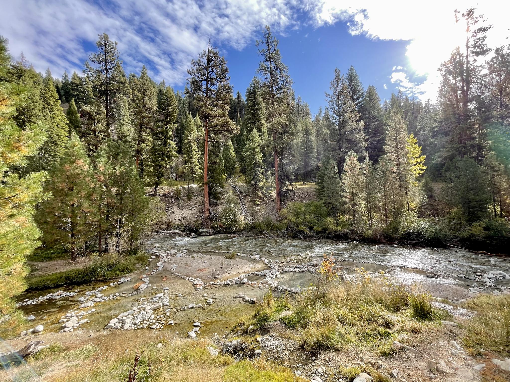 Sunny river flows through a dense pine forest under a partly cloudy sky.