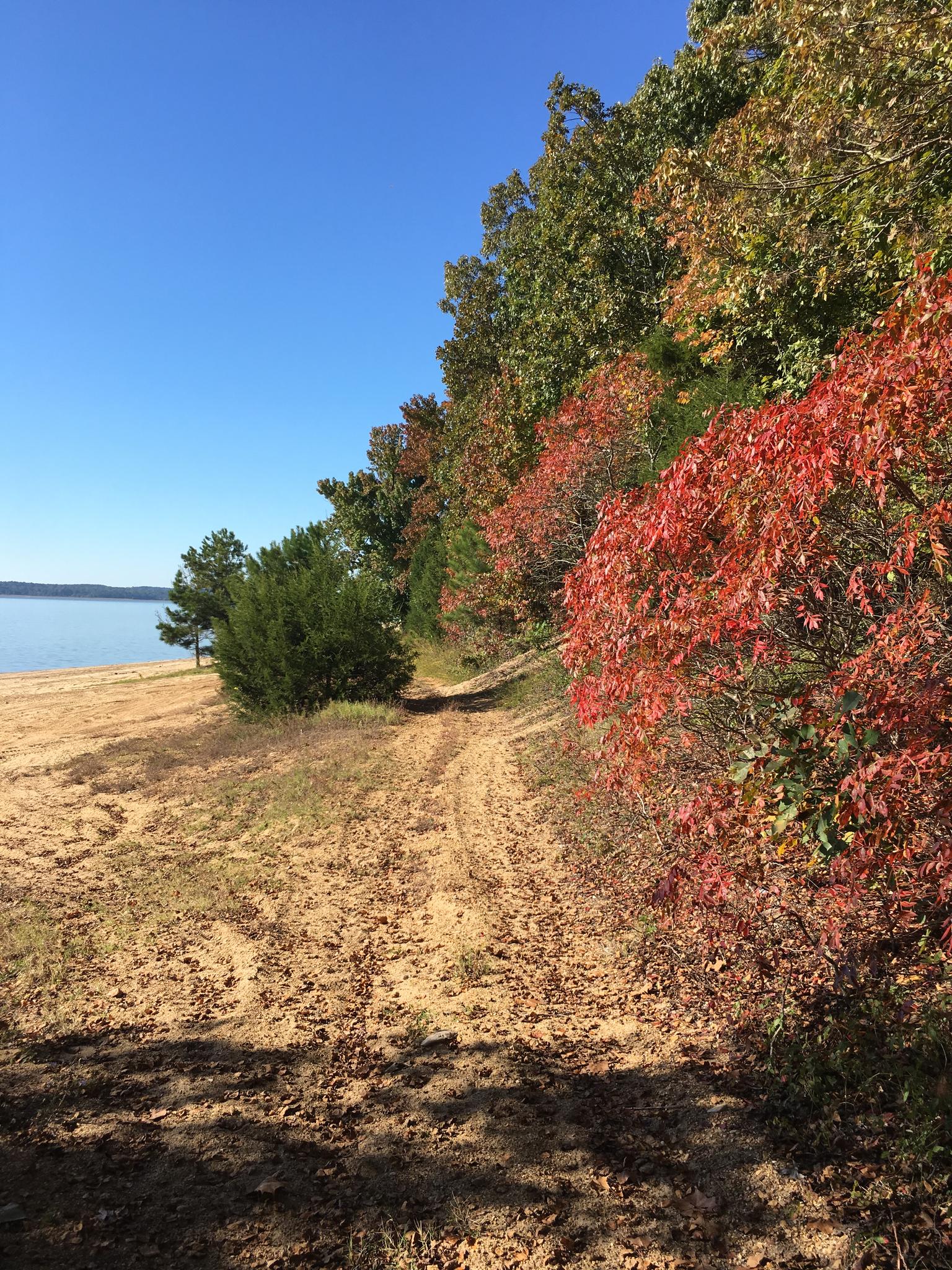 Sunny sandy path leading to a lake, bordered by vibrant autumn trees.