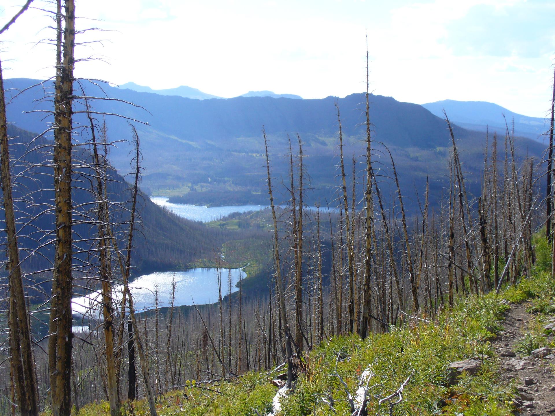 Mountain valley with two lakes viewed through numerous dead trees on a bright day.