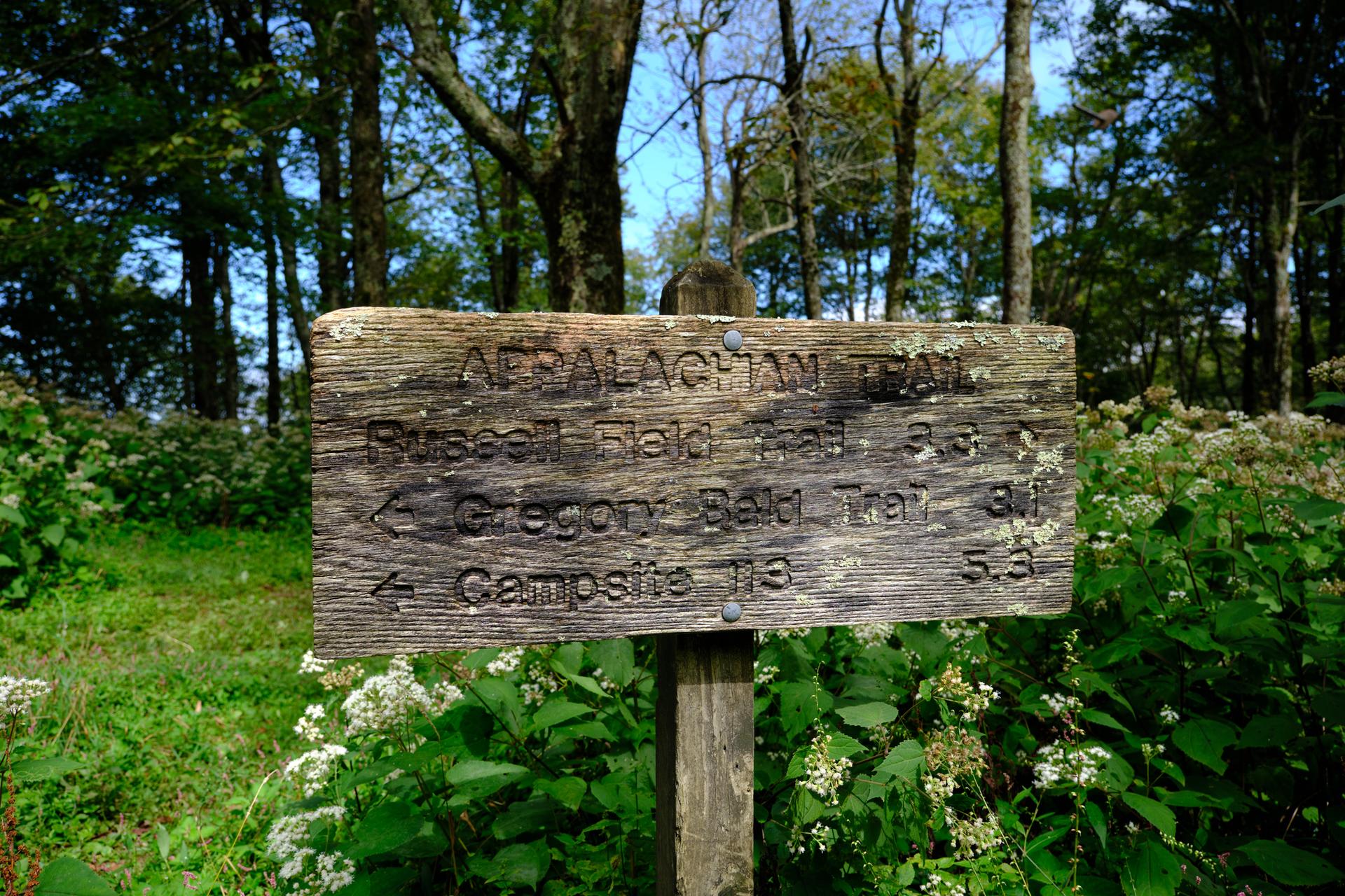 Weathered wooden trail sign in a sunny forest clearing.