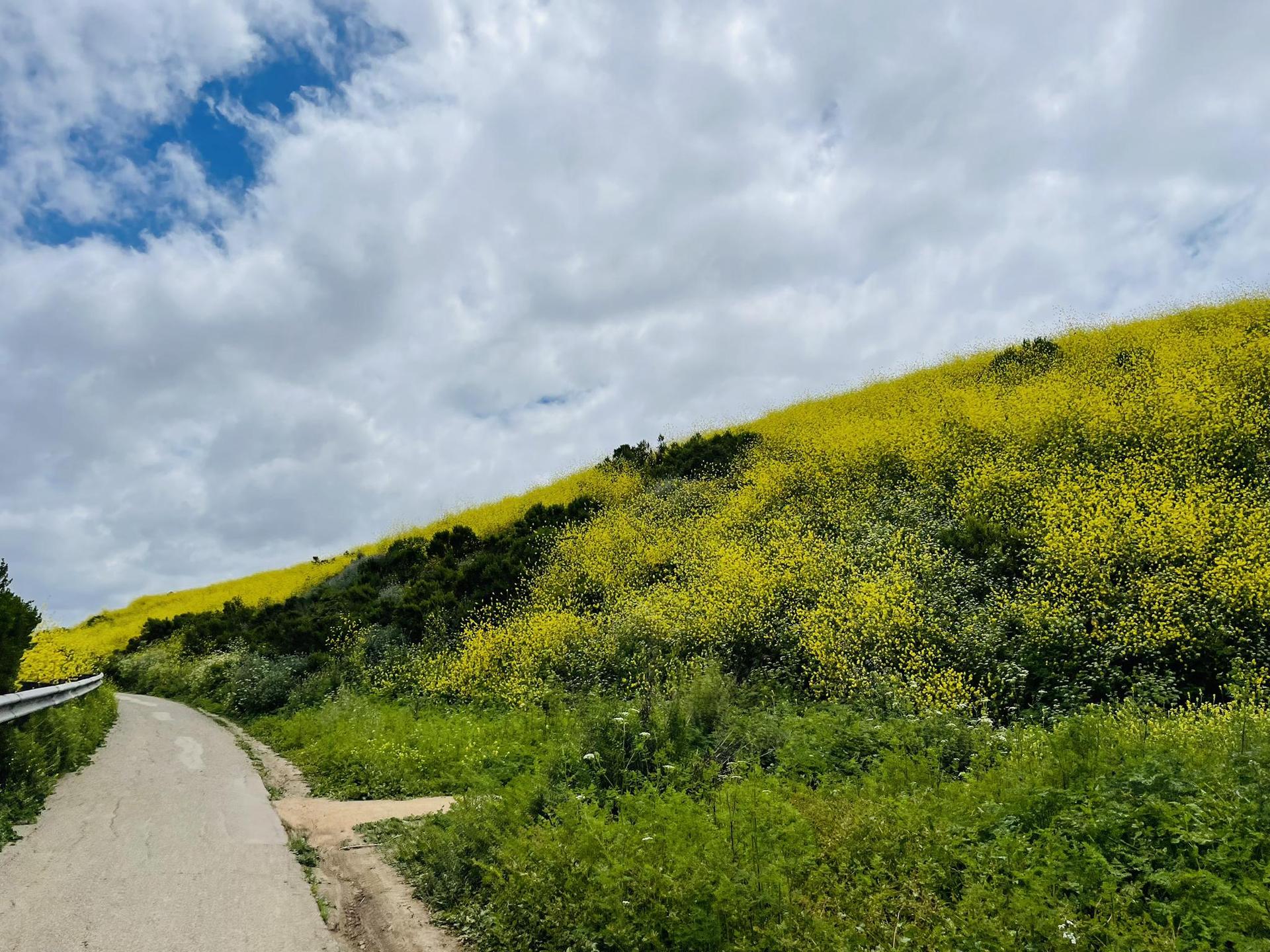 A hillside covered in vibrant yellow wildflowers under a cloudy sky.
