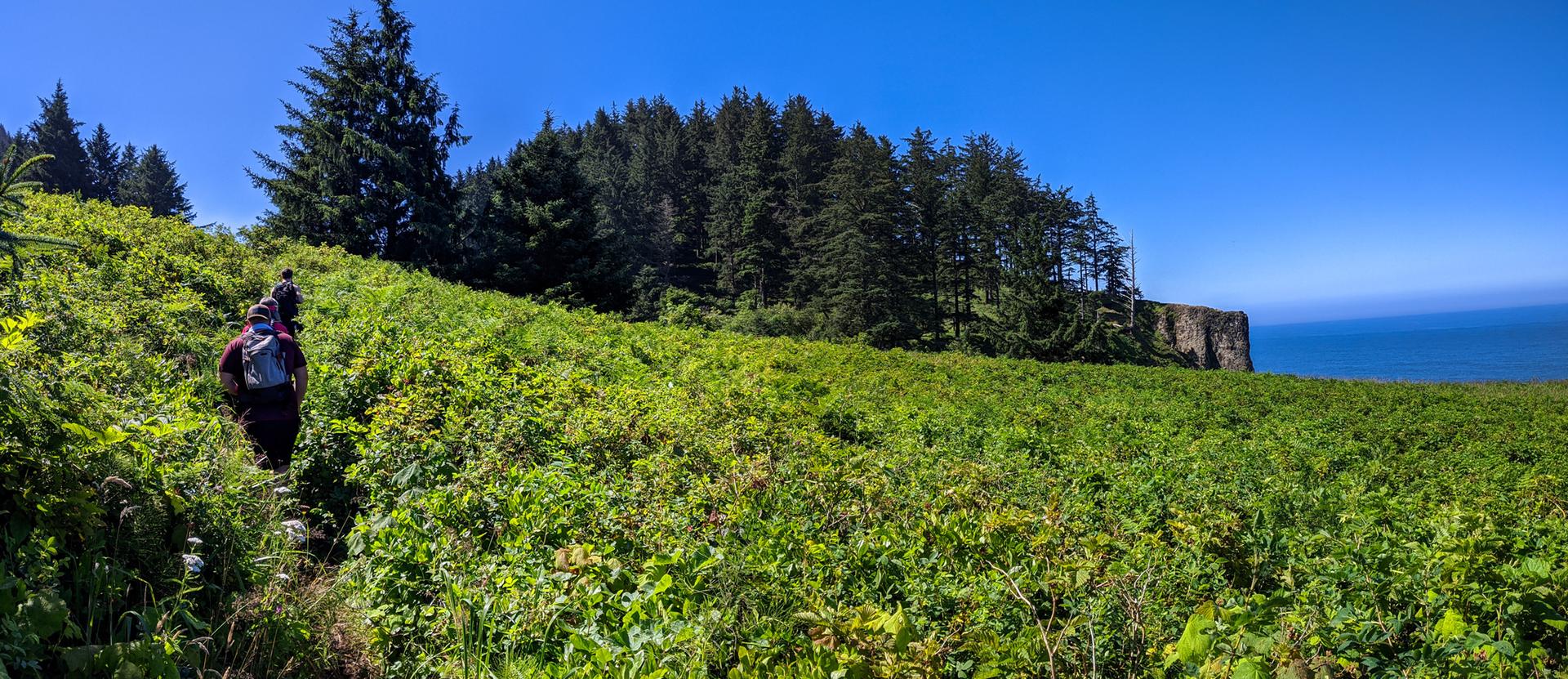 Hiker on a lush green hillside overlooking the ocean and forested cliffs.