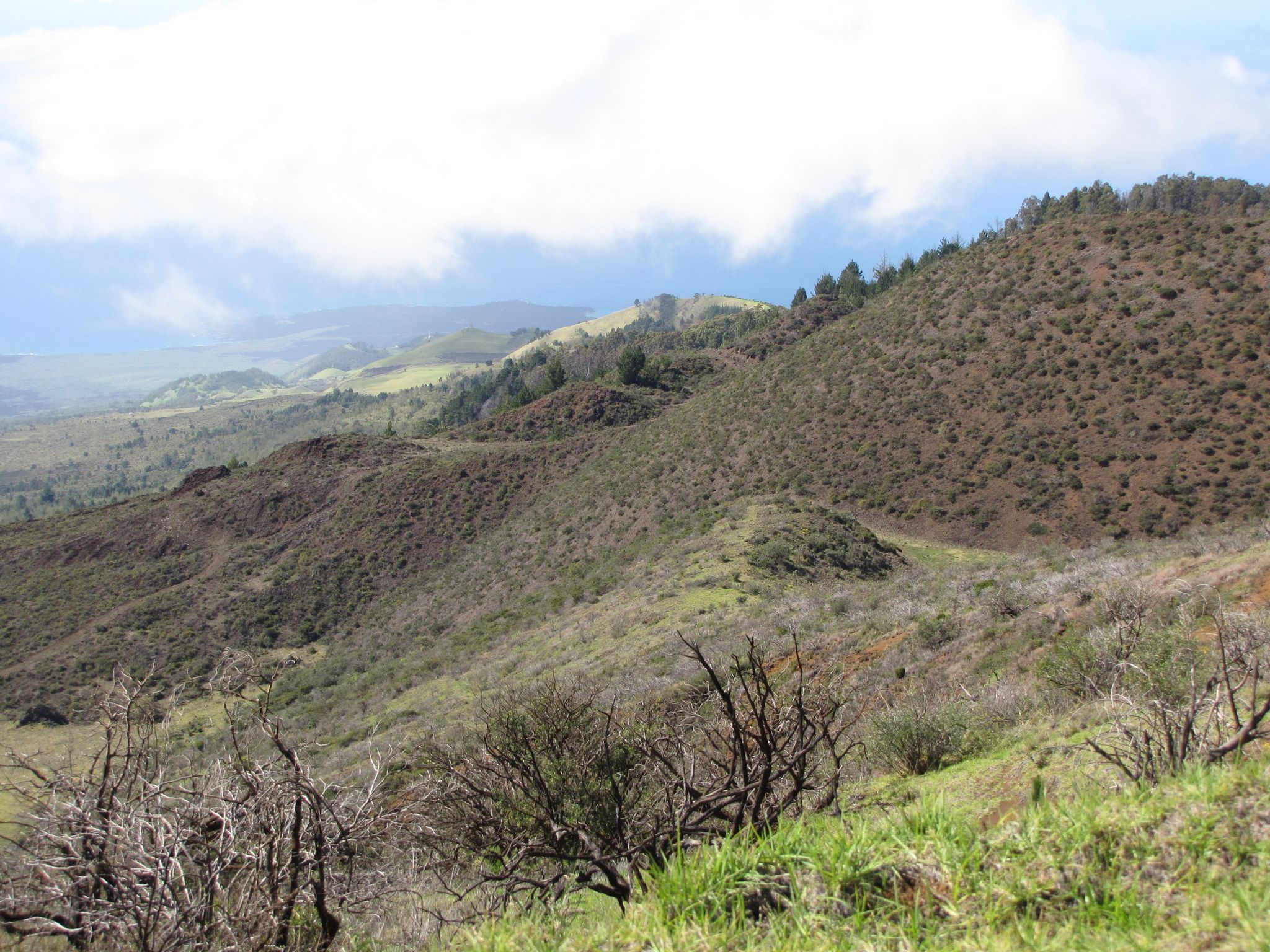 Rolling hills covered in sparse green and brown vegetation under a cloudy sky. - Mamane Trail and Waipoli Road Loop