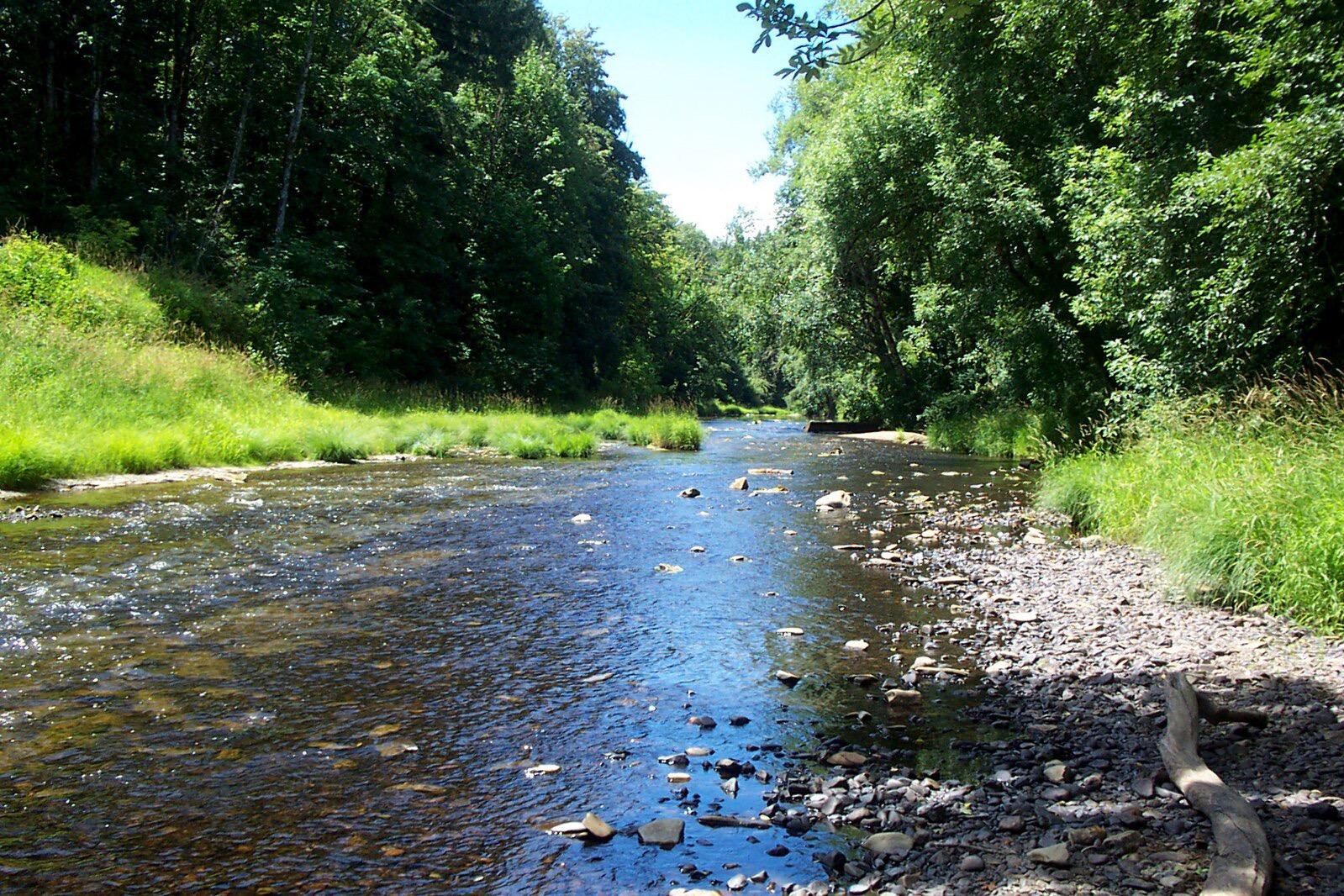 A clear river with rocky bottom flows through a sunlit green forest.