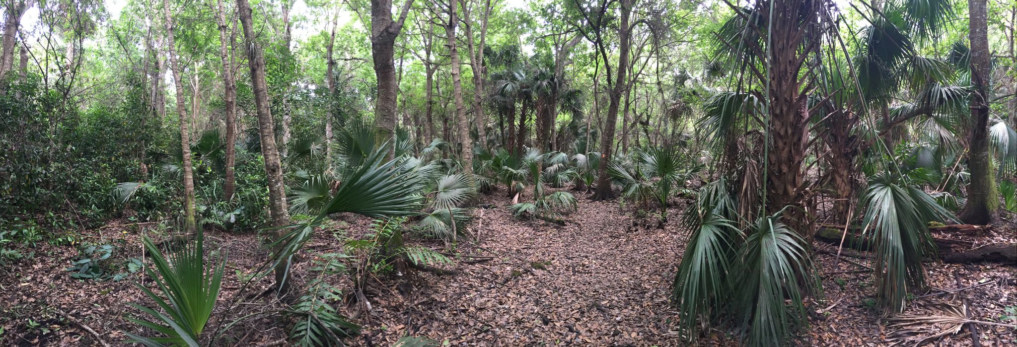 Dense forest with palm trees and leafy ground under diffused light. - Prairie Overlook to Wetland Wander Loop