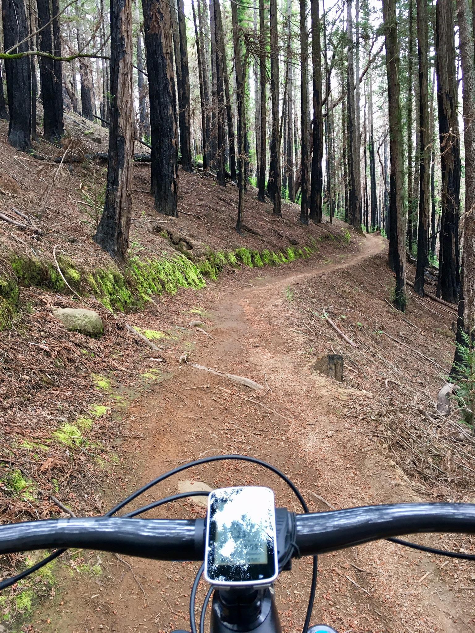 View from bike handlebars on a winding dirt path through a dense forest.