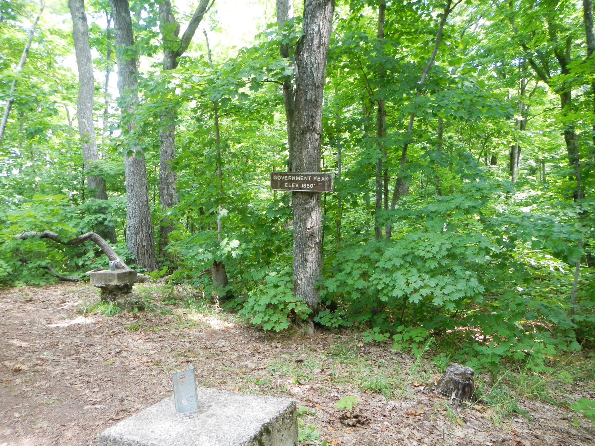 Forest path with a wooden sign on a tree, surrounded by green foliage.