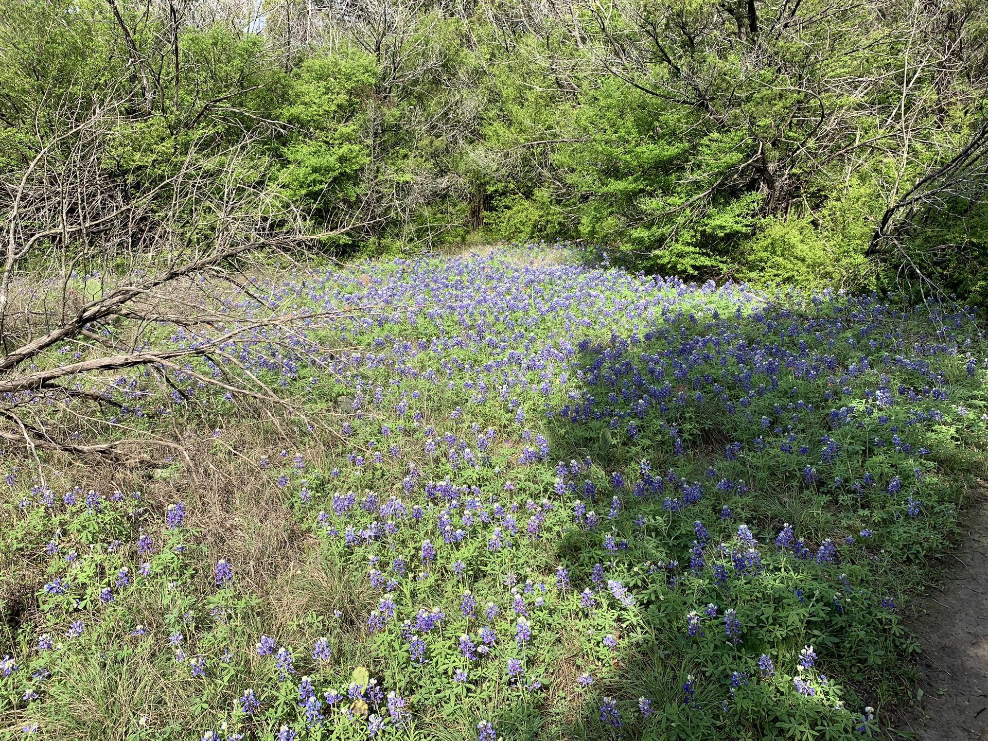 A vibrant field of purple wildflowers under bright sunlight, surrounded by green trees.