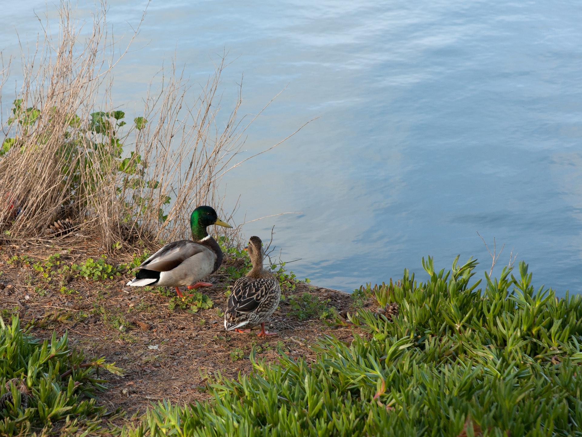 Two ducks, one male and one female, rest on a grassy bank by blue water.
