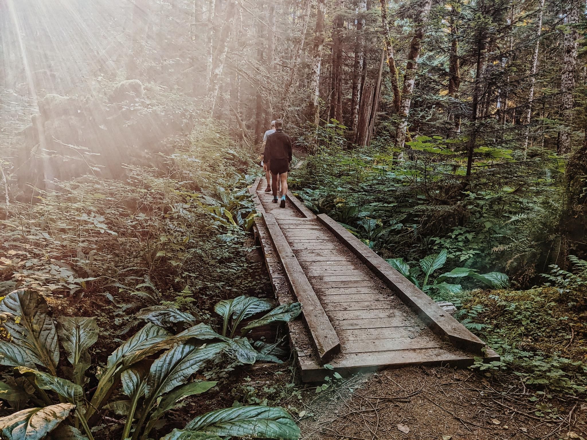 Person walks on a wooden boardwalk through a lush, sunlit forest. - Heart of the Forest Trail