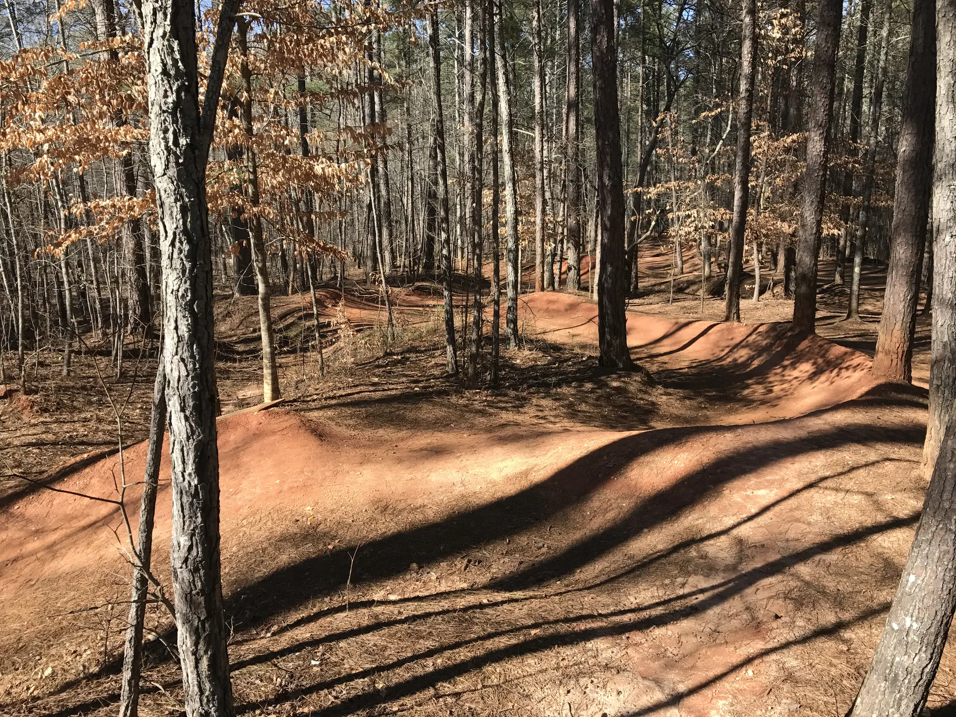 Sunny forest with a winding red dirt pump track and long shadows.