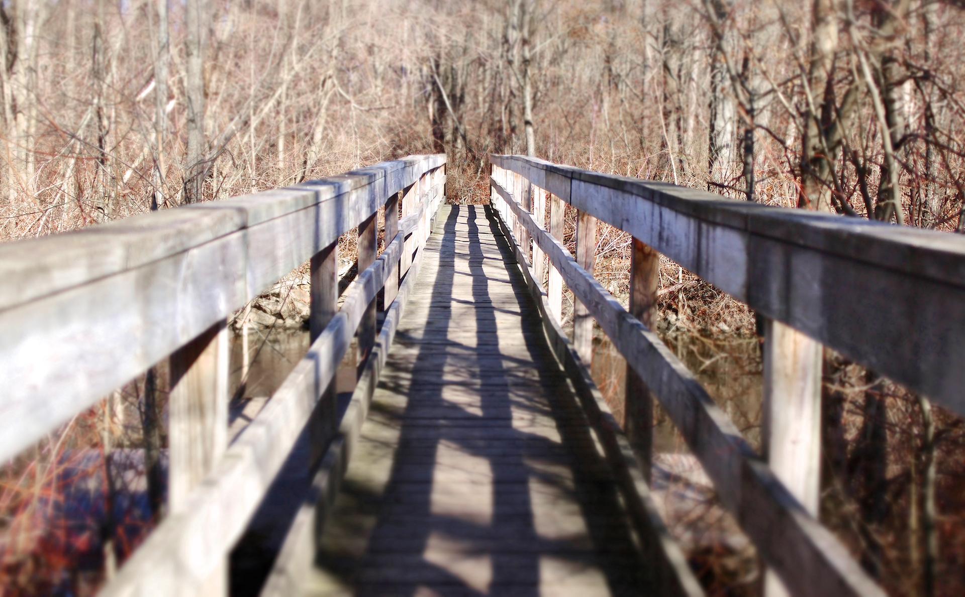 Wooden footbridge with long shadows leading into a bare winter forest.