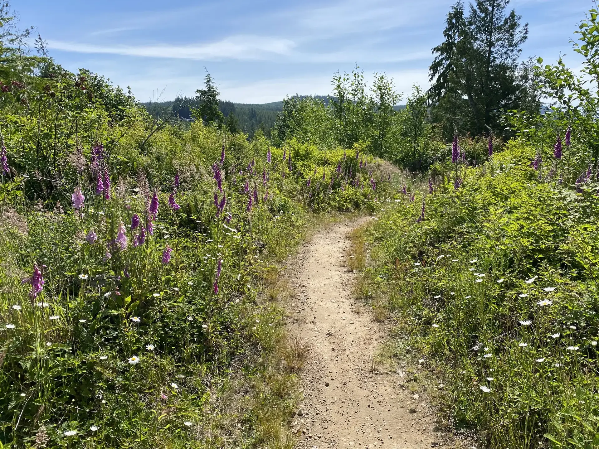 A dirt path winds through a sunny field of purple and white wildflowers.