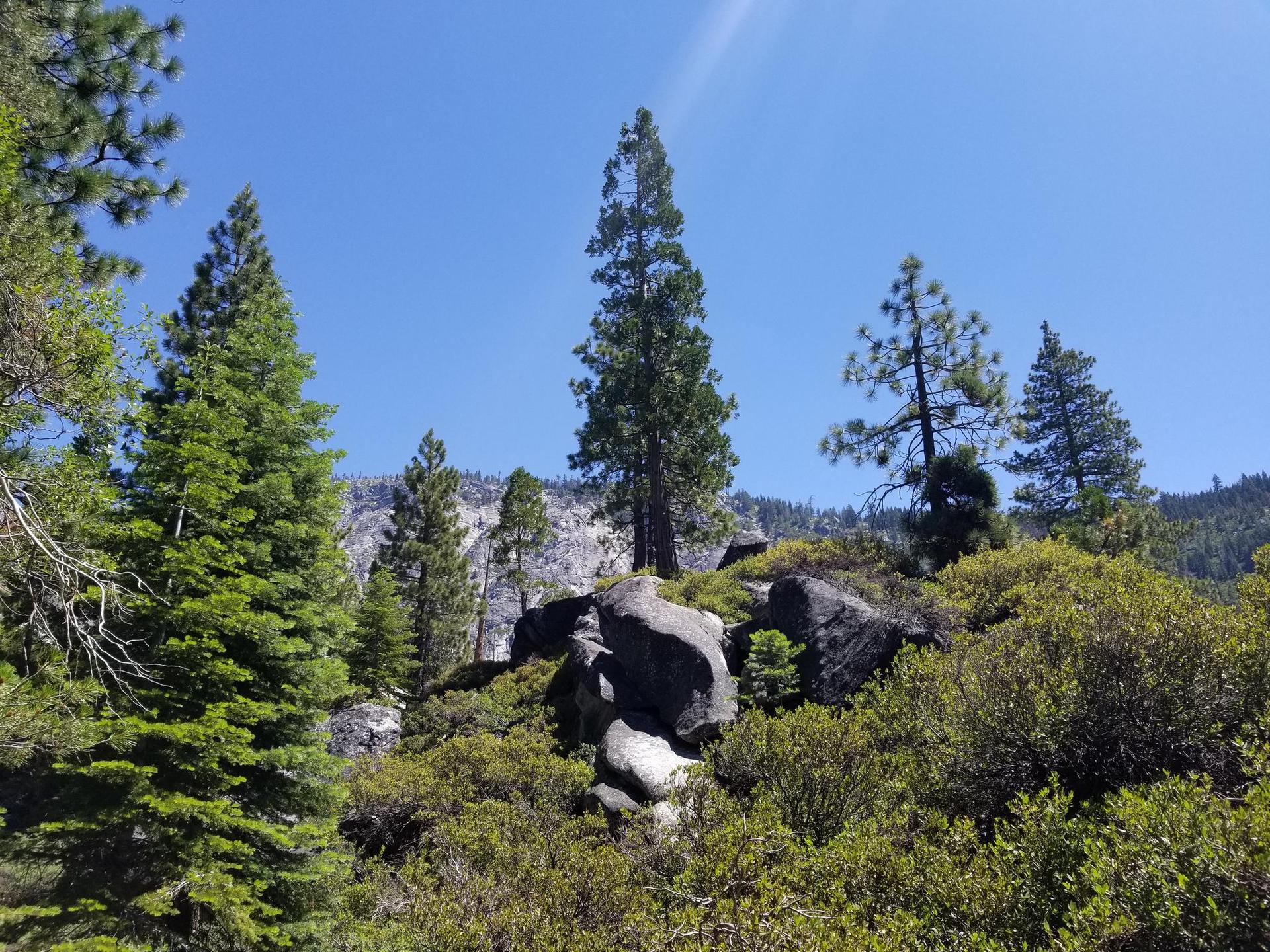Tall pine trees and large rocks under a bright, clear blue sky.