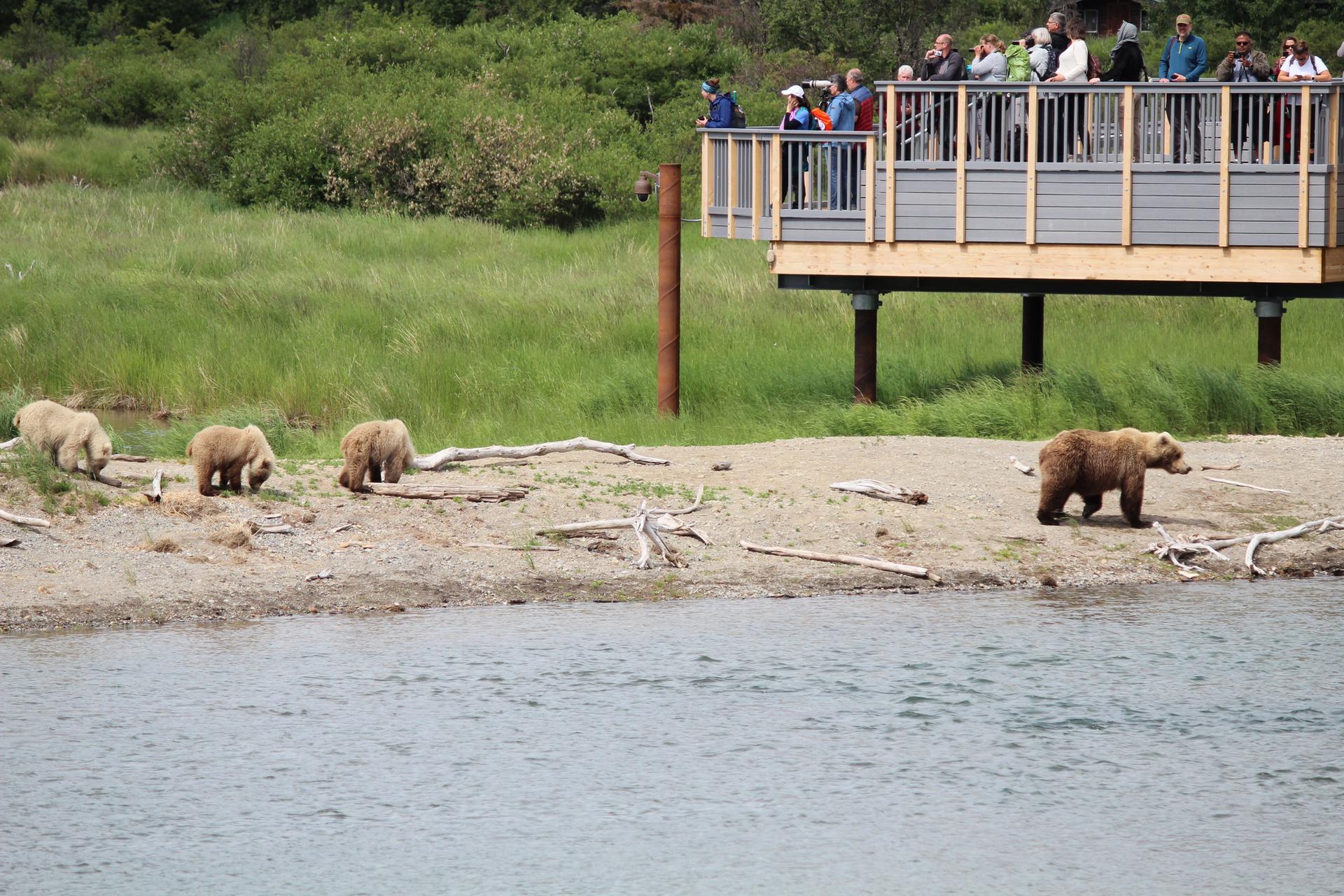 People on an elevated viewing platform watch four bears on a riverbank.