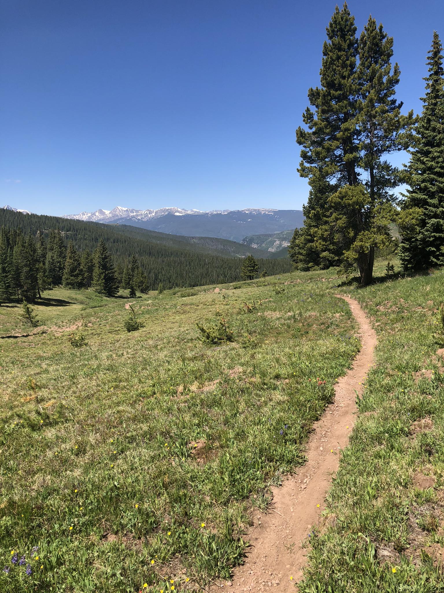 Dirt trail winding through a sunny mountain meadow with distant snow-capped peaks.