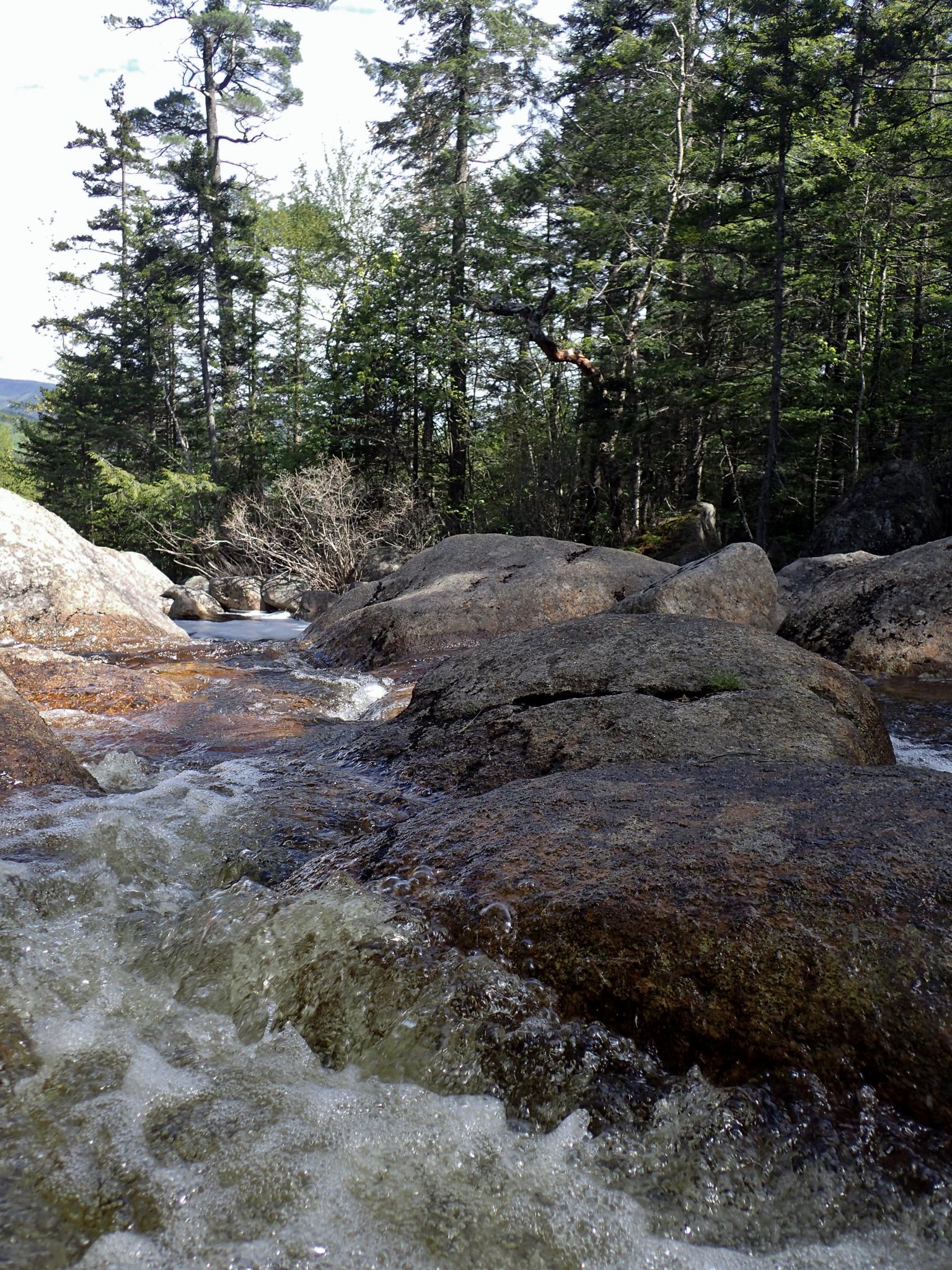 Rushing stream flowing over large rocks in a sunlit evergreen forest.