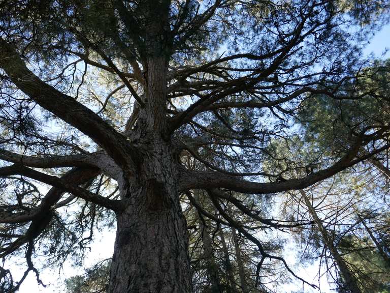 El Gollizo, Pino Gordo del Toril y Pico del Gallina — circular desde