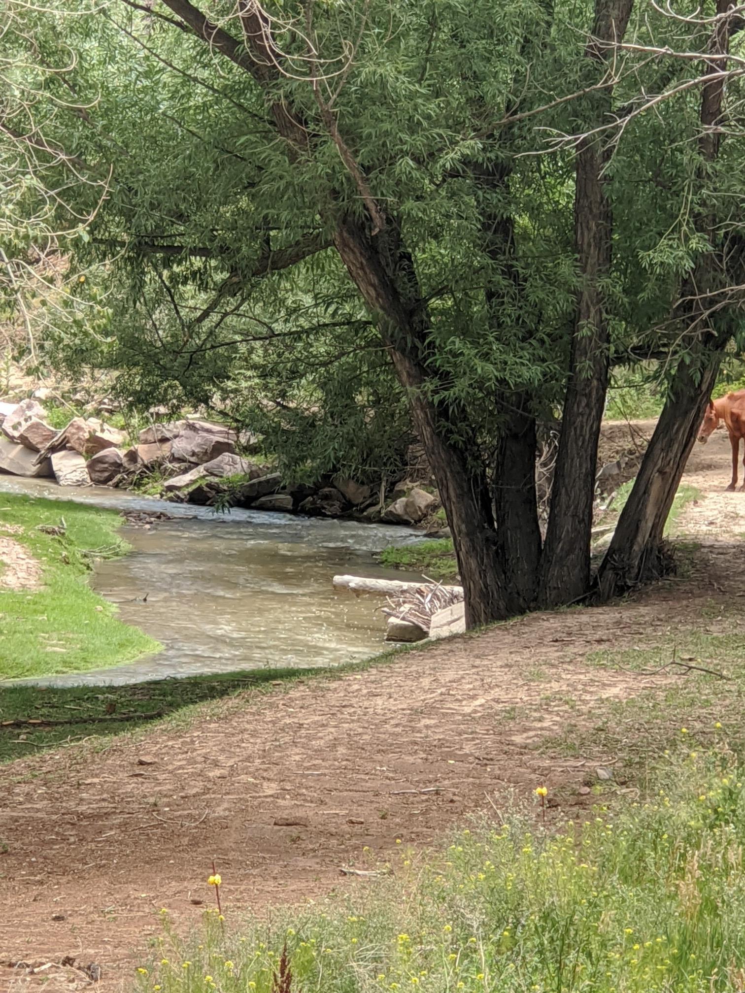A deer stands by a stream with lush trees and green banks.