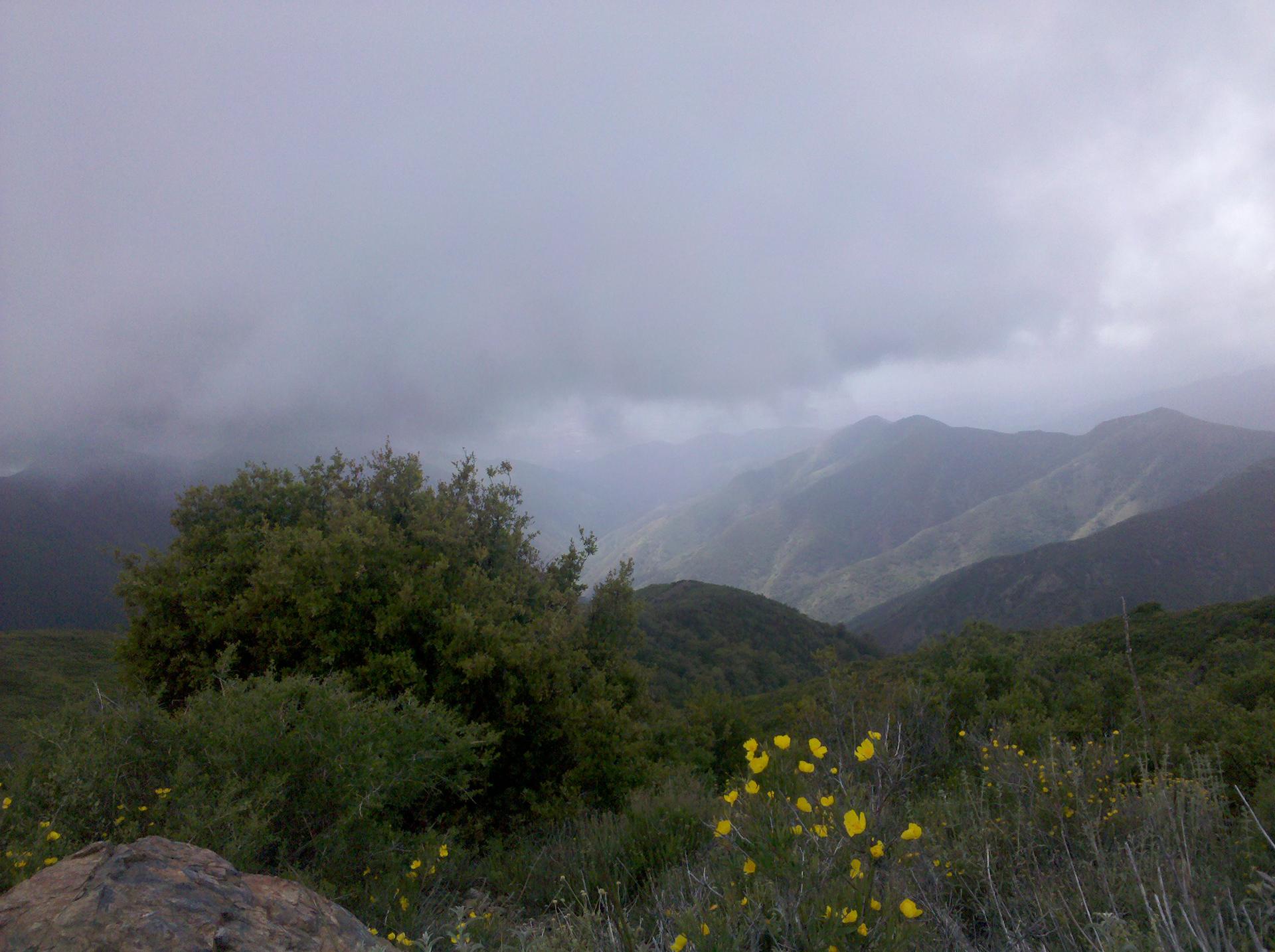 Overcast mountain landscape with green trees and yellow wildflowers.