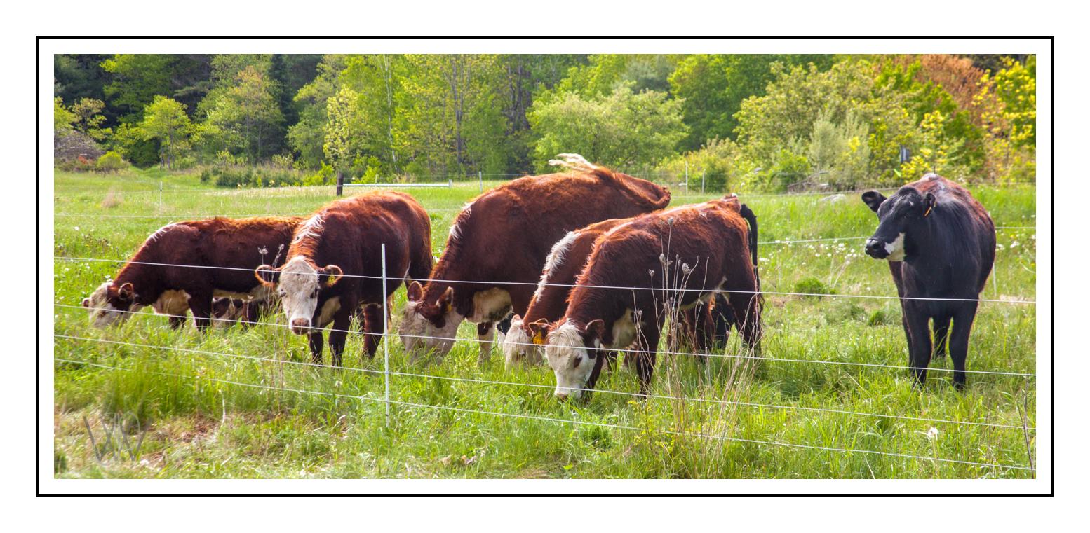 Several brown and black cows grazing in a sunny green field.