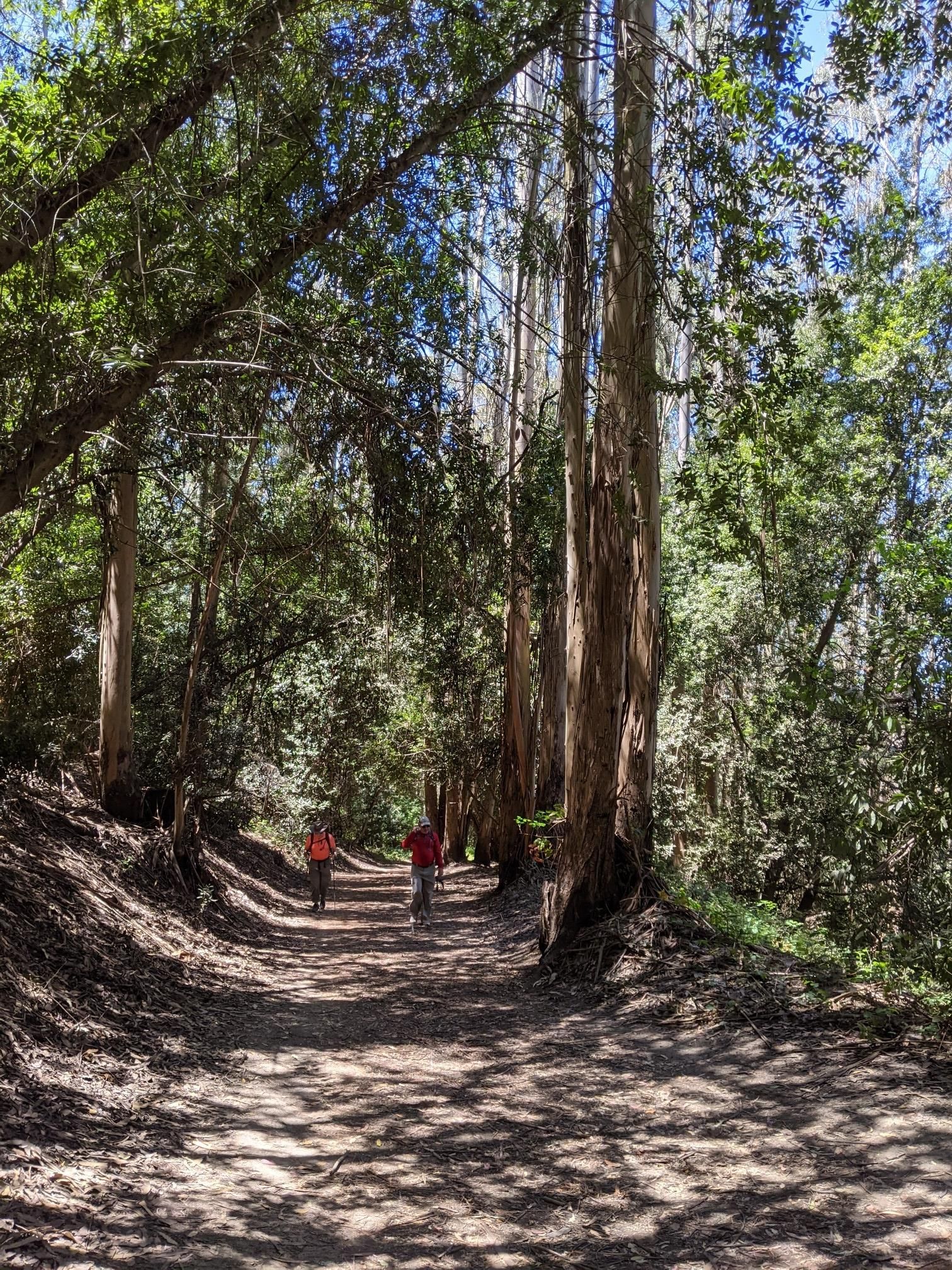 Two people walk on a sun-dappled forest path surrounded by tall trees. - Meadows Canyon, Curran & Wildcat Gorge Trail Loop
