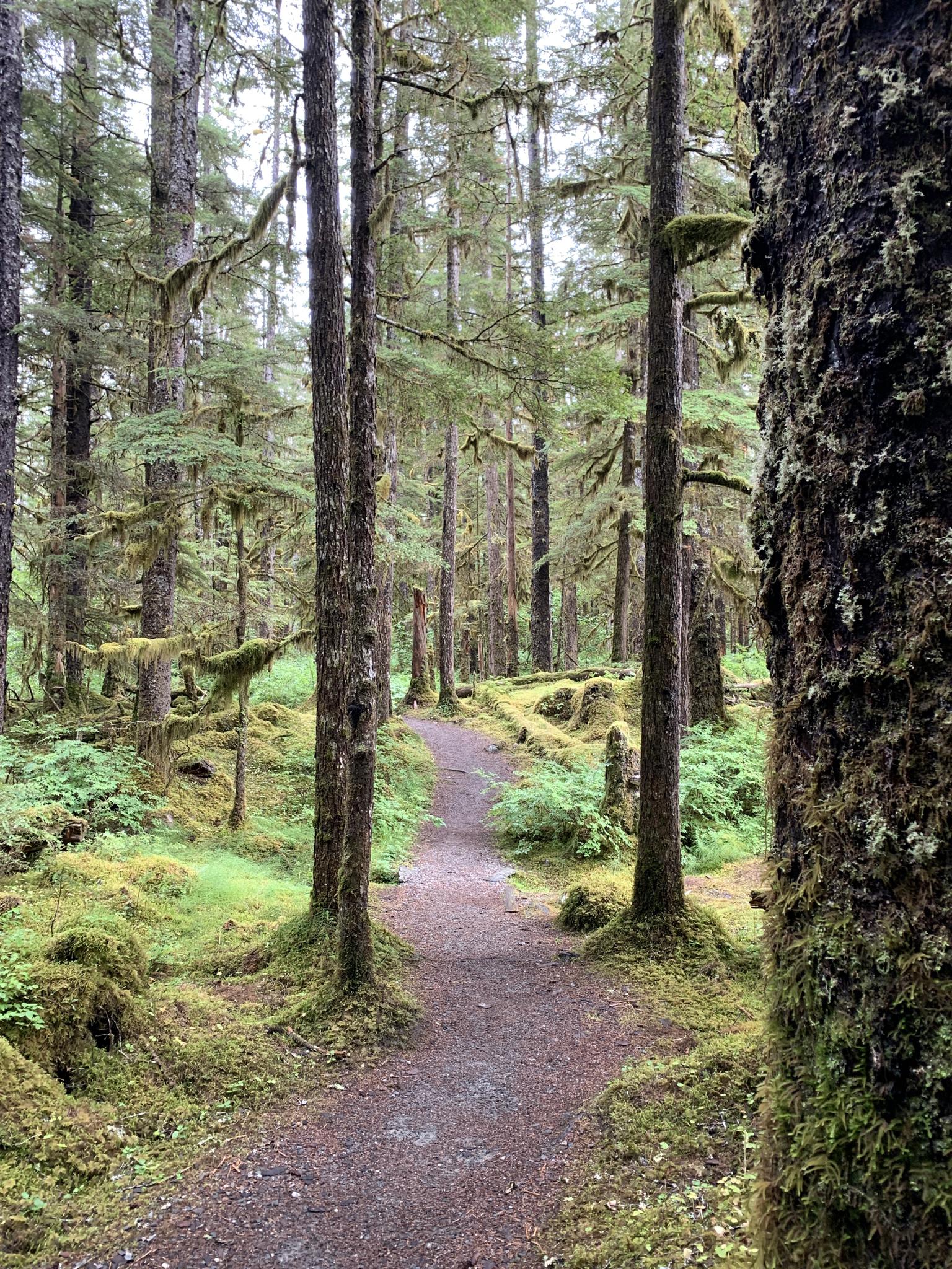 A winding dirt path through a mossy, green forest with tall trees.