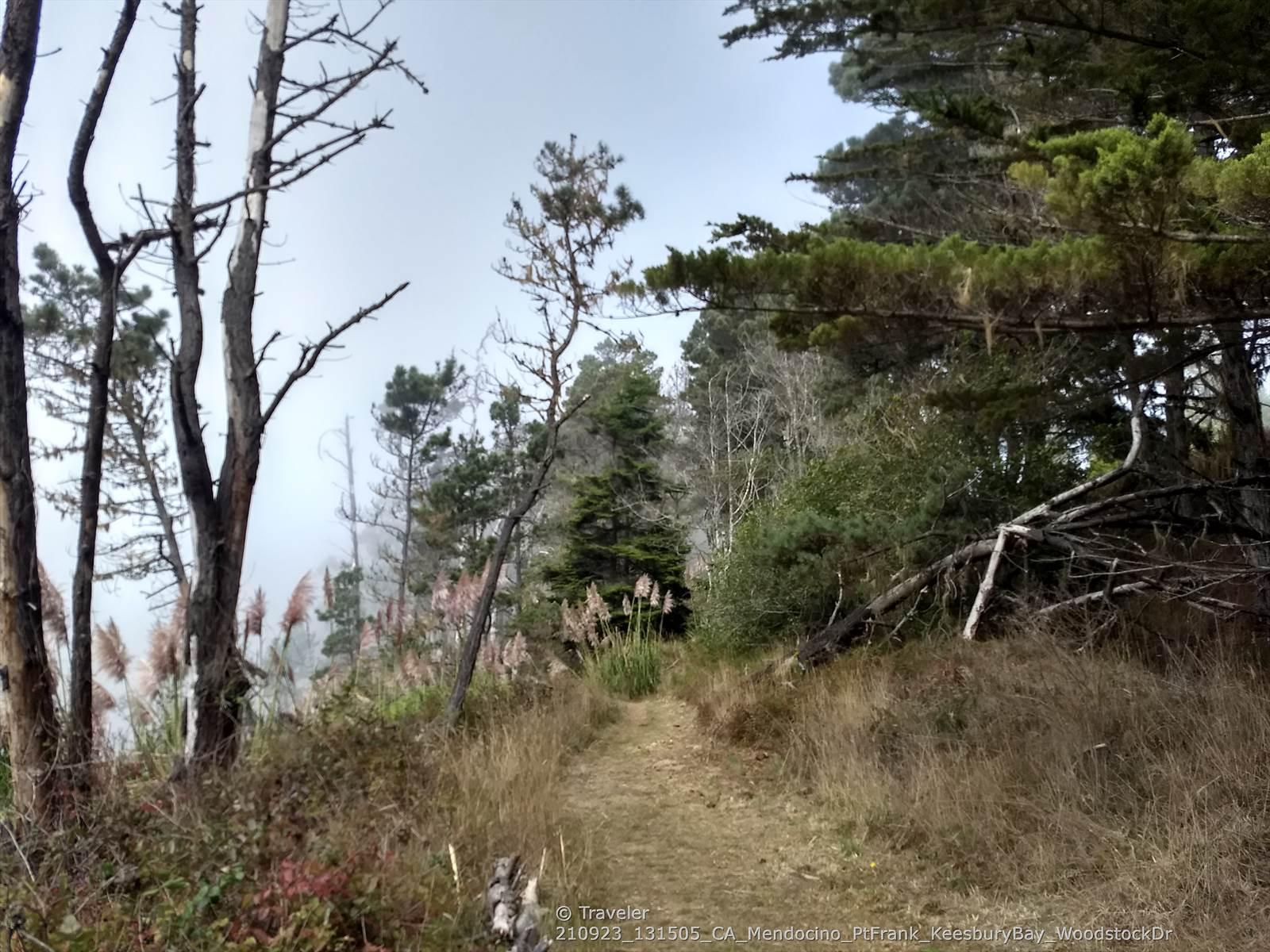 A dirt path winds through a misty forest with tall trees and dry grass.