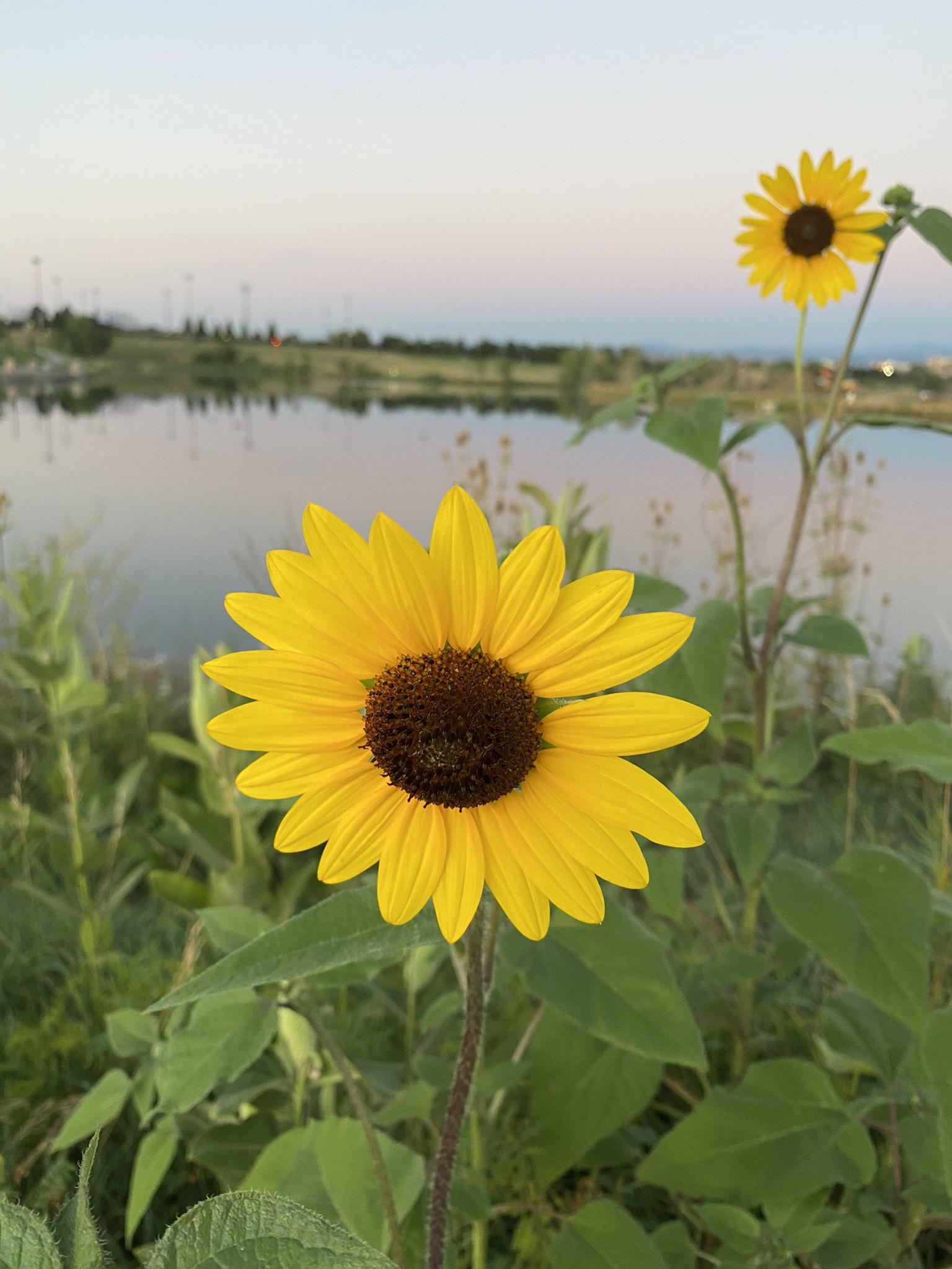 Bright sunflowers by a calm lake under a soft evening sky.