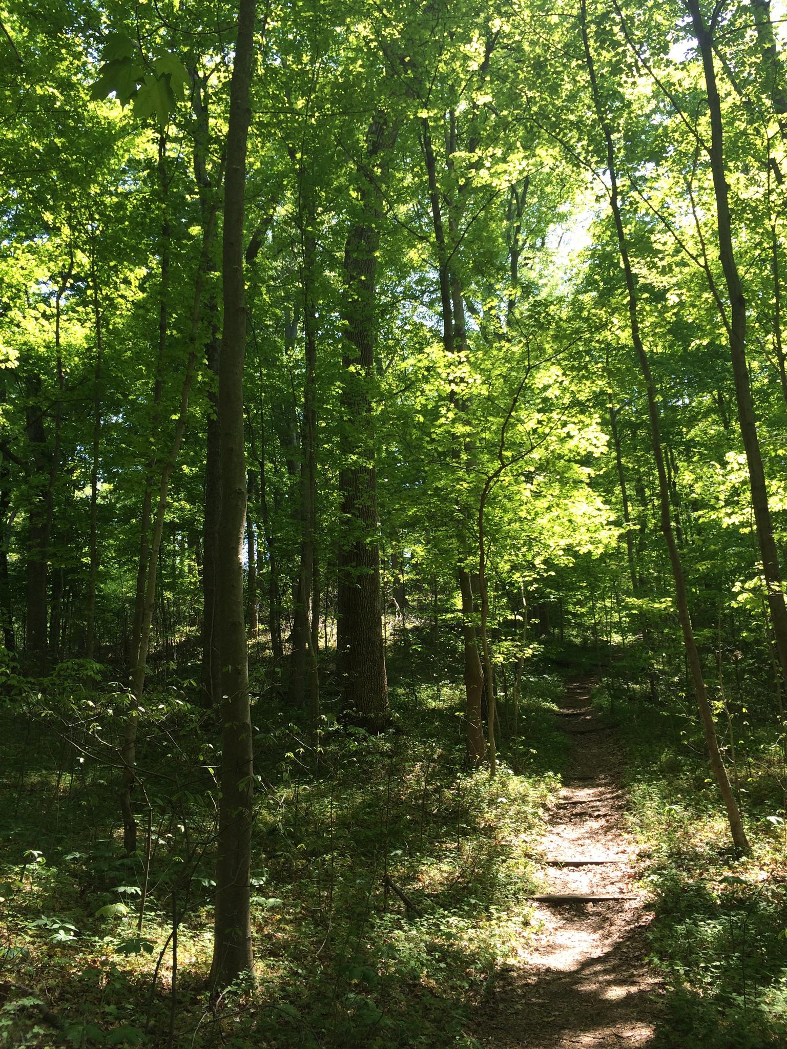 A sun-dappled forest path winding through tall green trees.